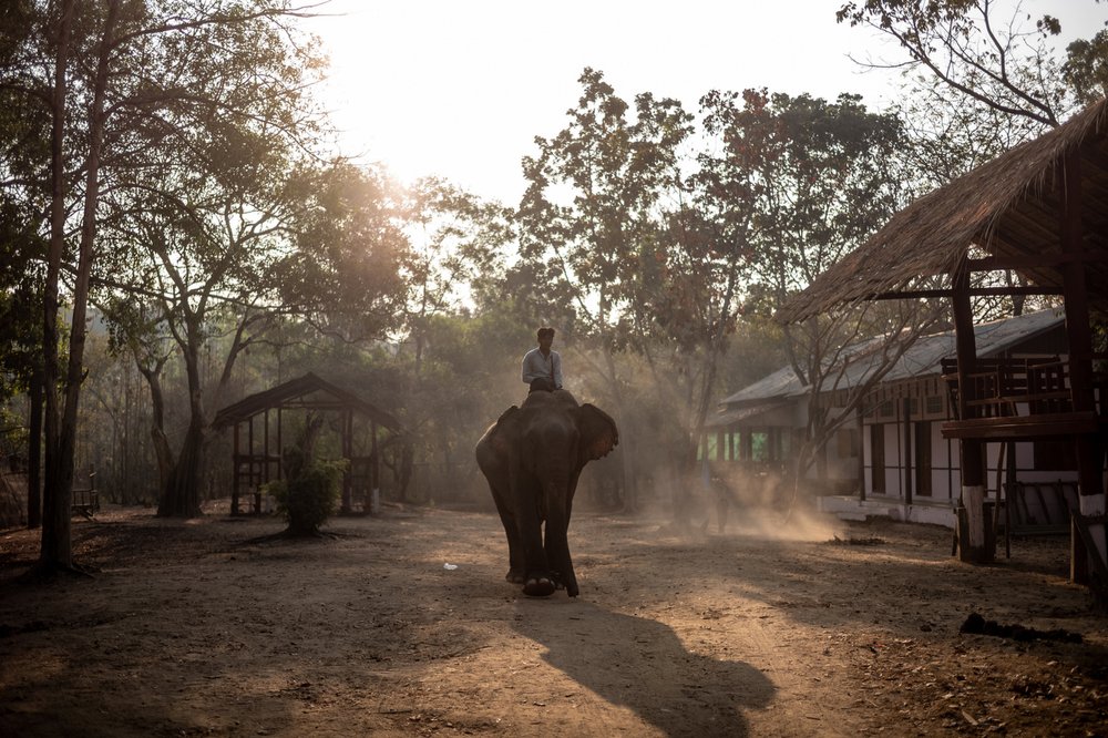 Smithsonian_Myanmar_Elephant Collaring_Justin_Mott_119.JPG
