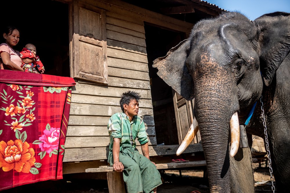 Smithsonian_Myanmar_Elephant Collaring_Justin_Mott_128.JPG