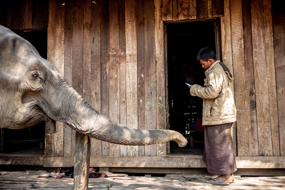 Smithsonian_Myanmar_Elephant Collaring_Justin_Mott_135.JPG