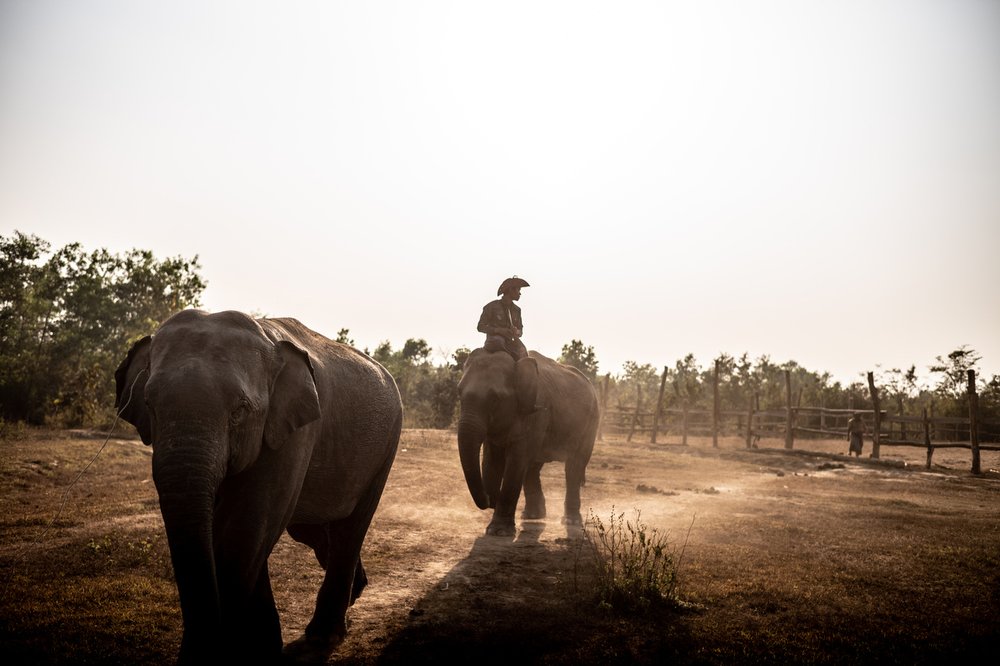 Smithsonian_Myanmar_Elephant Collaring_Justin_Mott_138.JPG