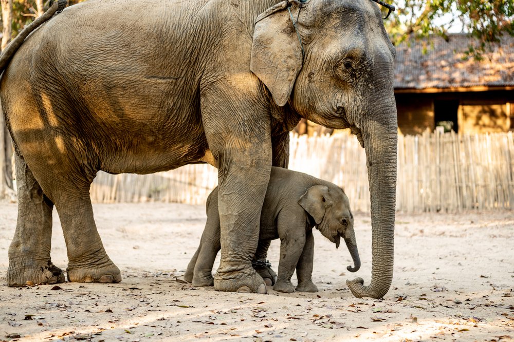 Smithsonian_Myanmar_Elephant Collaring_Justin_Mott_173.JPG