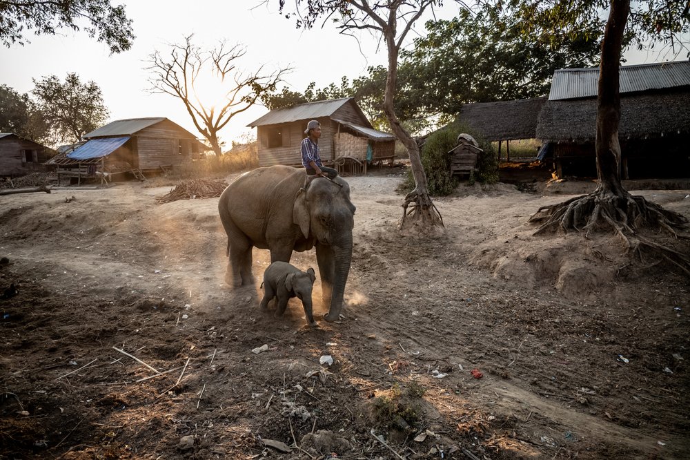 Smithsonian_Myanmar_Elephant Collaring_Justin_Mott_175.JPG