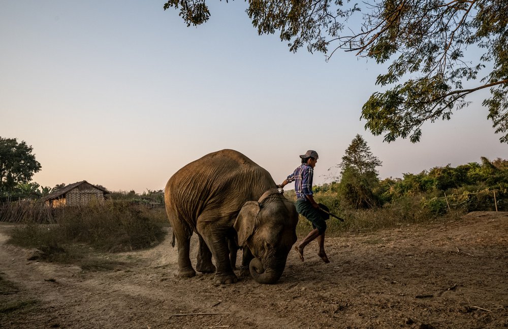 Smithsonian_Myanmar_Elephant Collaring_Justin_Mott_178.JPG