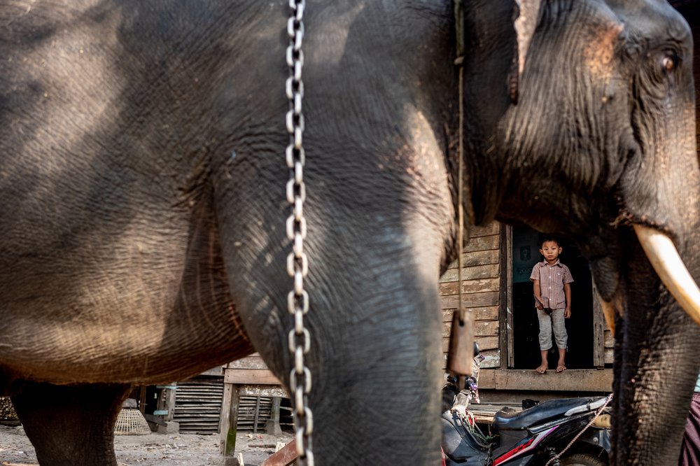 Smithsonian_Myanmar_Elephant Collaring_Justin_Mott_190.JPG