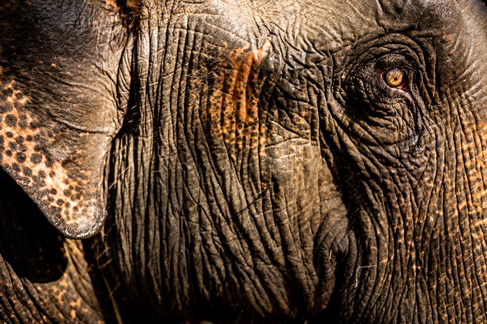 Smithsonian_Myanmar_Elephant Collaring_Justin_Mott_188.JPG