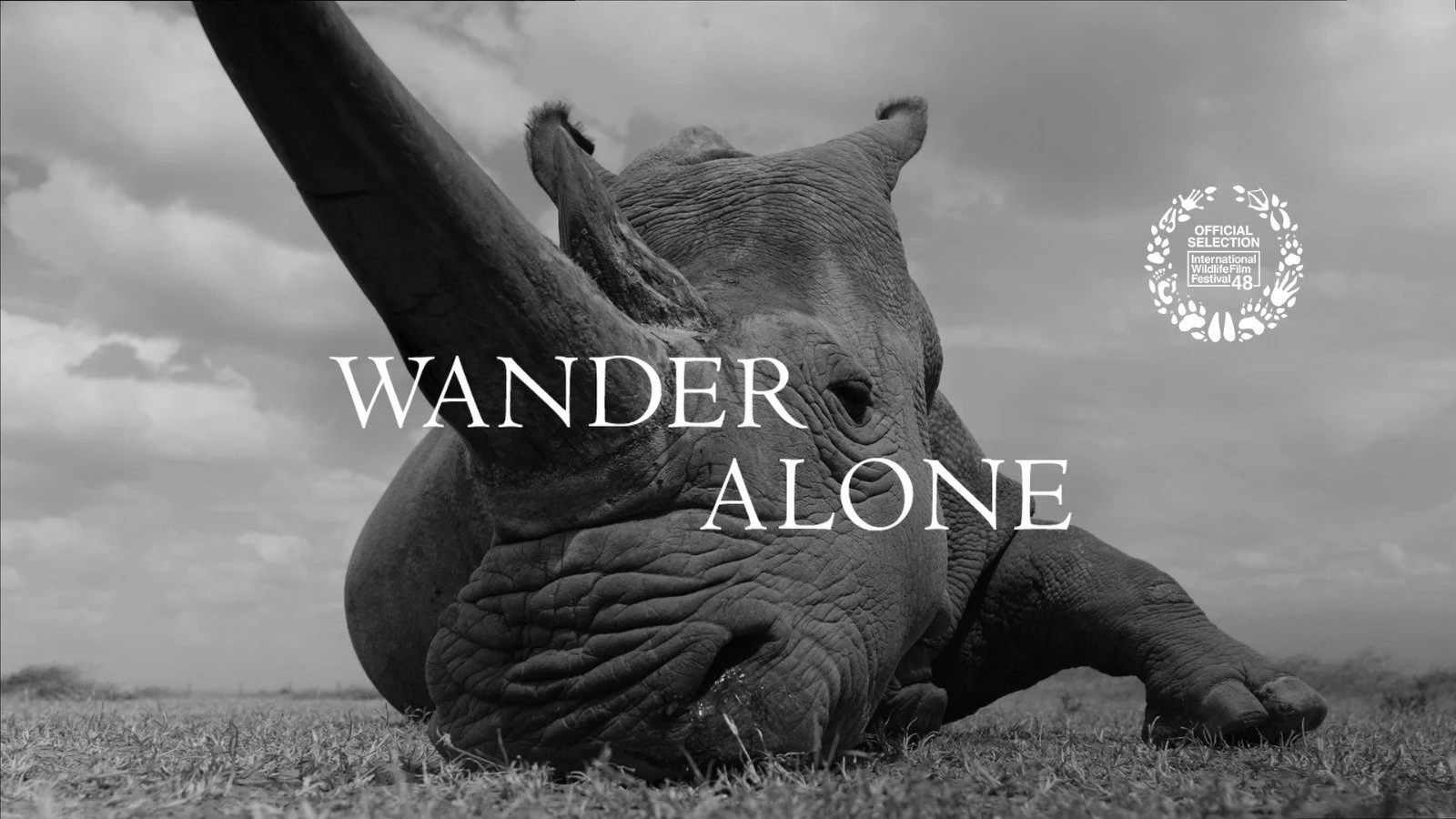 Wander Alone | Short Documentary on the Northern White Rhino