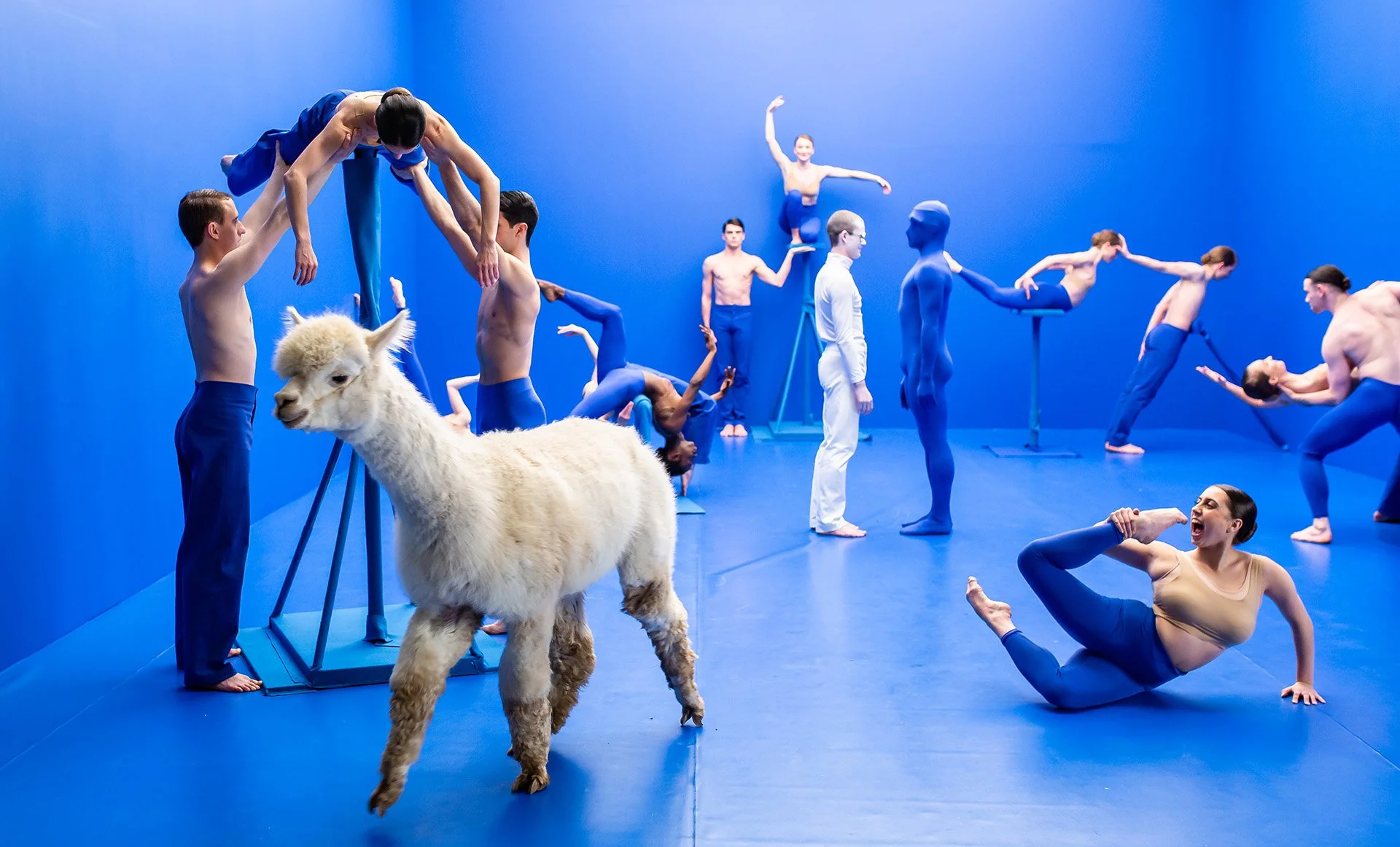 Scottish Ballet | DIVE — BIPOD