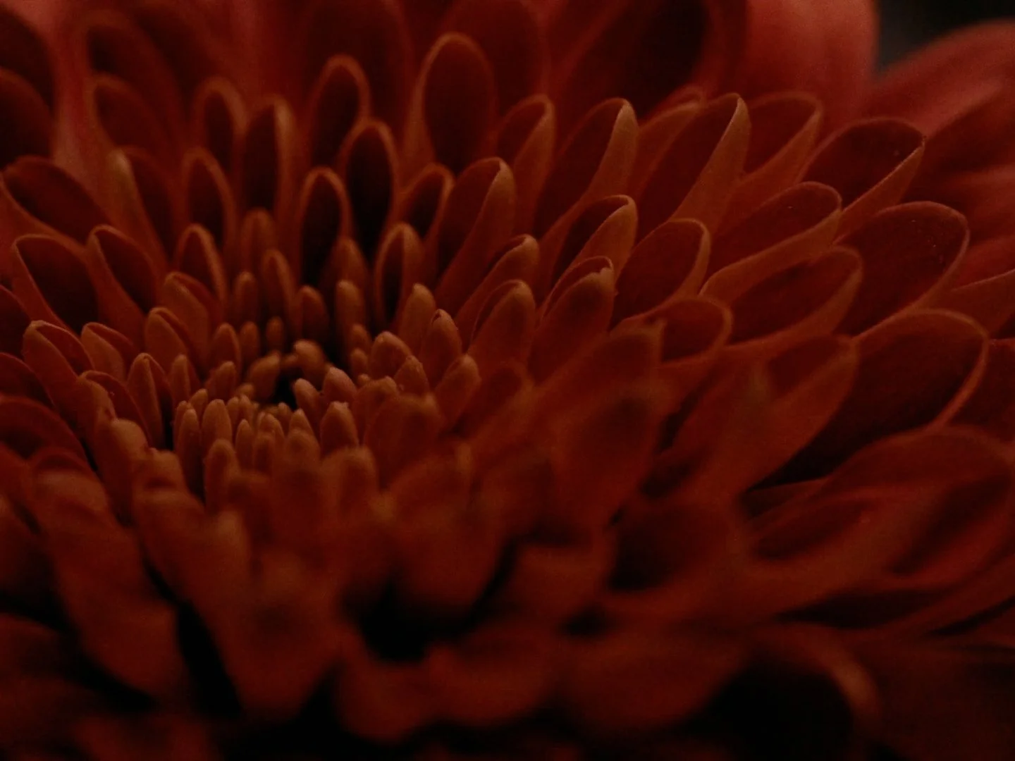 hues_fix_v1 (1080p).00_00_13_24.静止画003.jpg