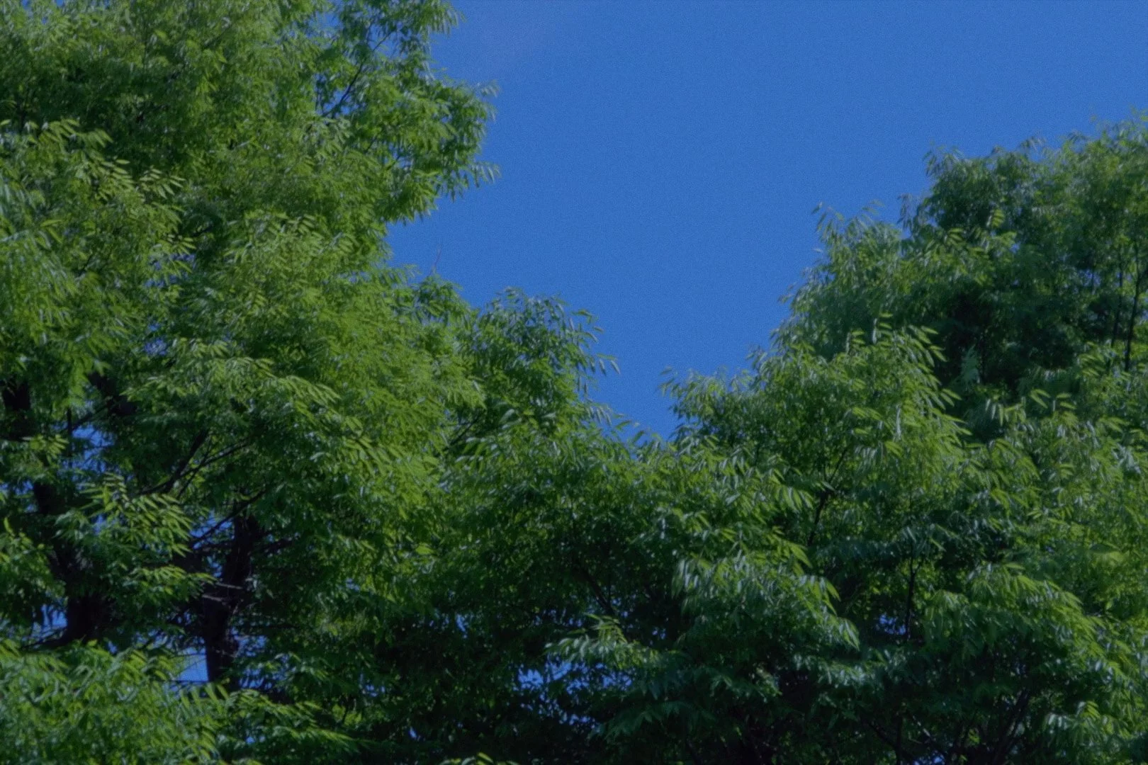 1201681791-cameraRoll.00_01_27_17.静止画016.jpg