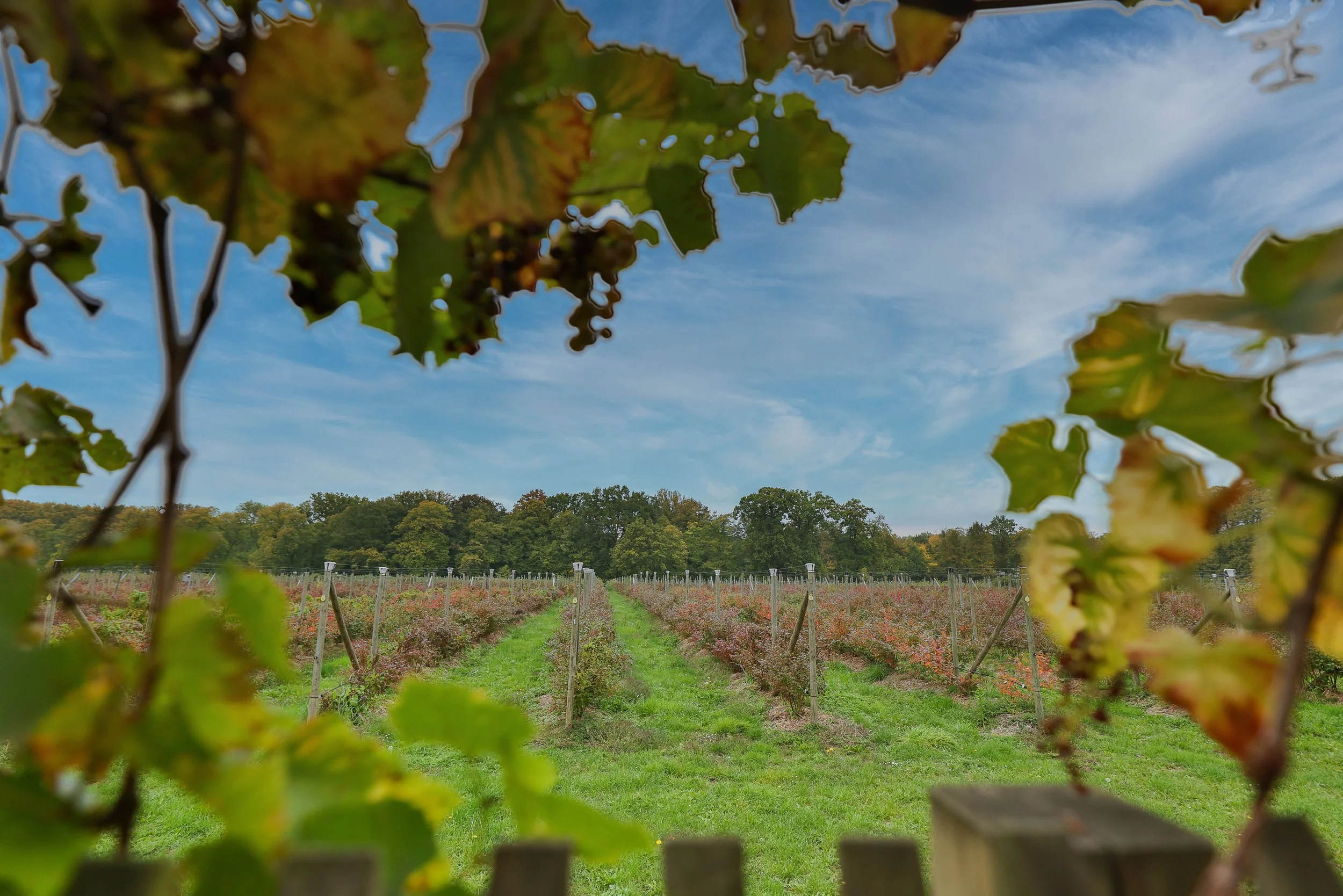 Edegem 3 Eikenstraat 74-22.jpeg