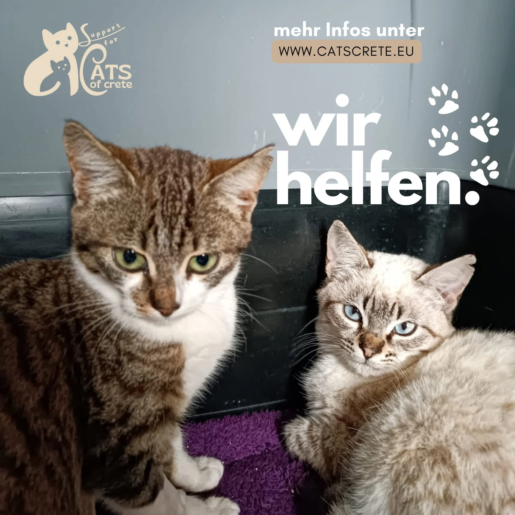 Eine Spende mit nur wenigen Klicks und viele hungrige Katzenm&auml;uler freuen sich &uuml;ber Nahrung. Machen Sie mit uns machen wir unsere Welt ein wenig besser. 🐈

 #katzen #kittens #spendenfürtiere #katzenliebe #kitten #milatoscats #katzenleben 