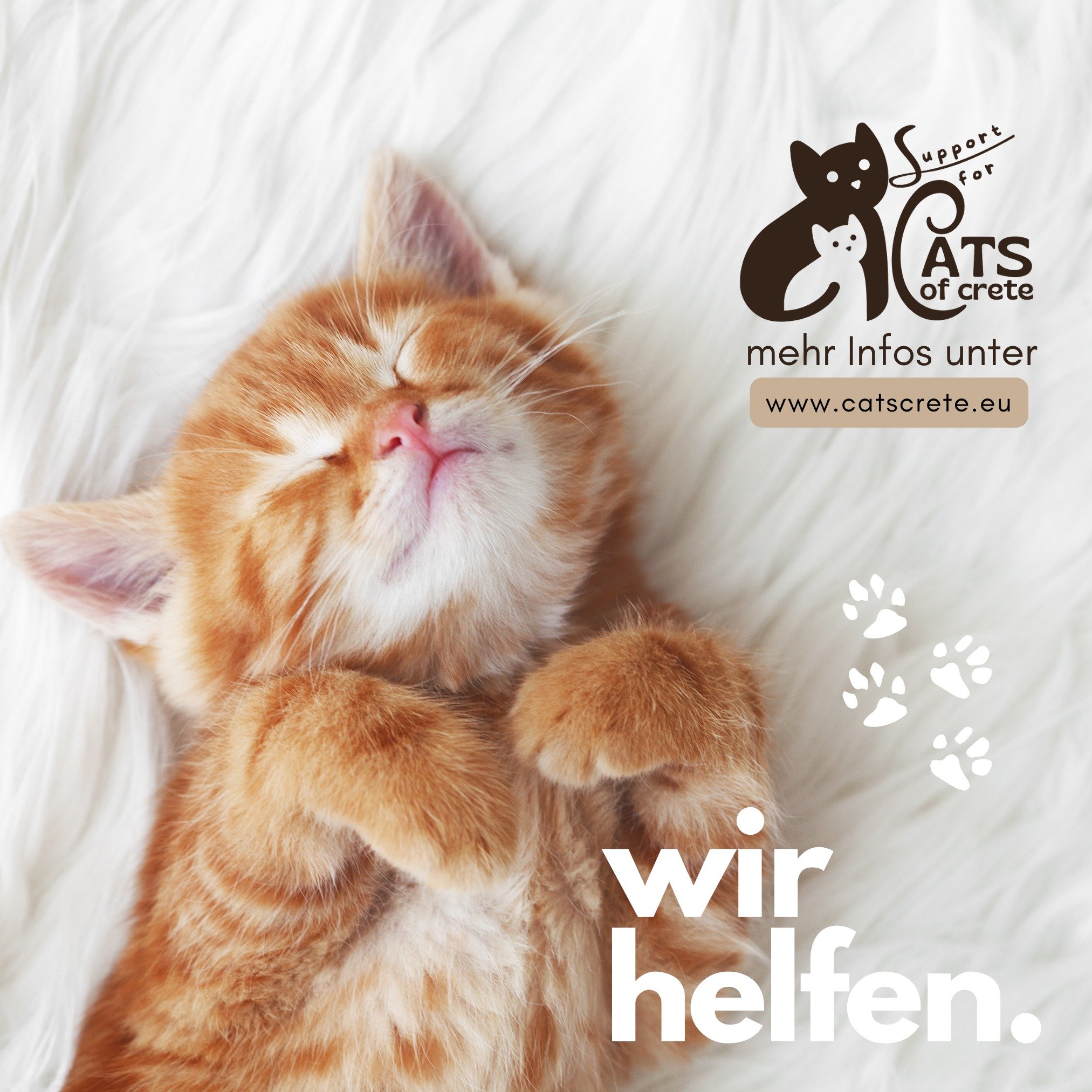 Montag und wir sind immer noch in Wochenendstimmung 🥰🥰

 #kitten #katzenfoto #hilfekatzen #spendenfürtiere #kittenoftheday #katzenleben #kittenlovers #katzengl&uuml;ck #spenden #kittens #katzenliebe #katzen