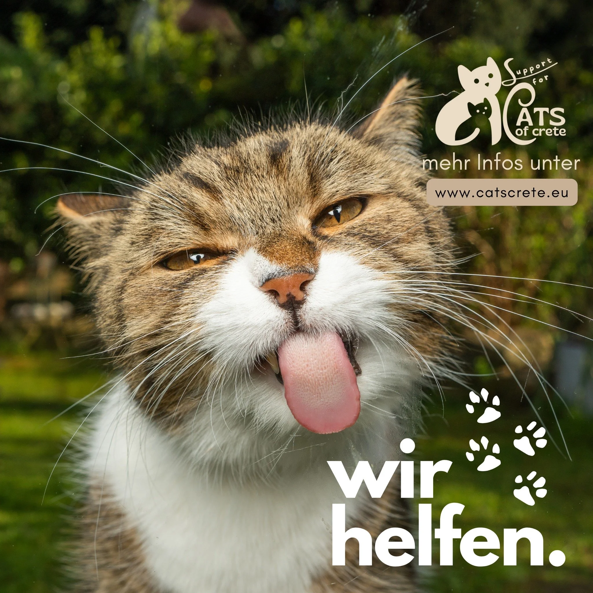 Feiertagslaune - wir freuen uns auf einen kuscheligen Feiertag morgen 😍

 #katzenleben #kittenoftheday #spenden #hilfekatzen #spendenfürtiere #katzenliebe #kitten #kittenlovers #katzenfoto #griechenland #griechenlandliebe #griechenlandreisen #griec