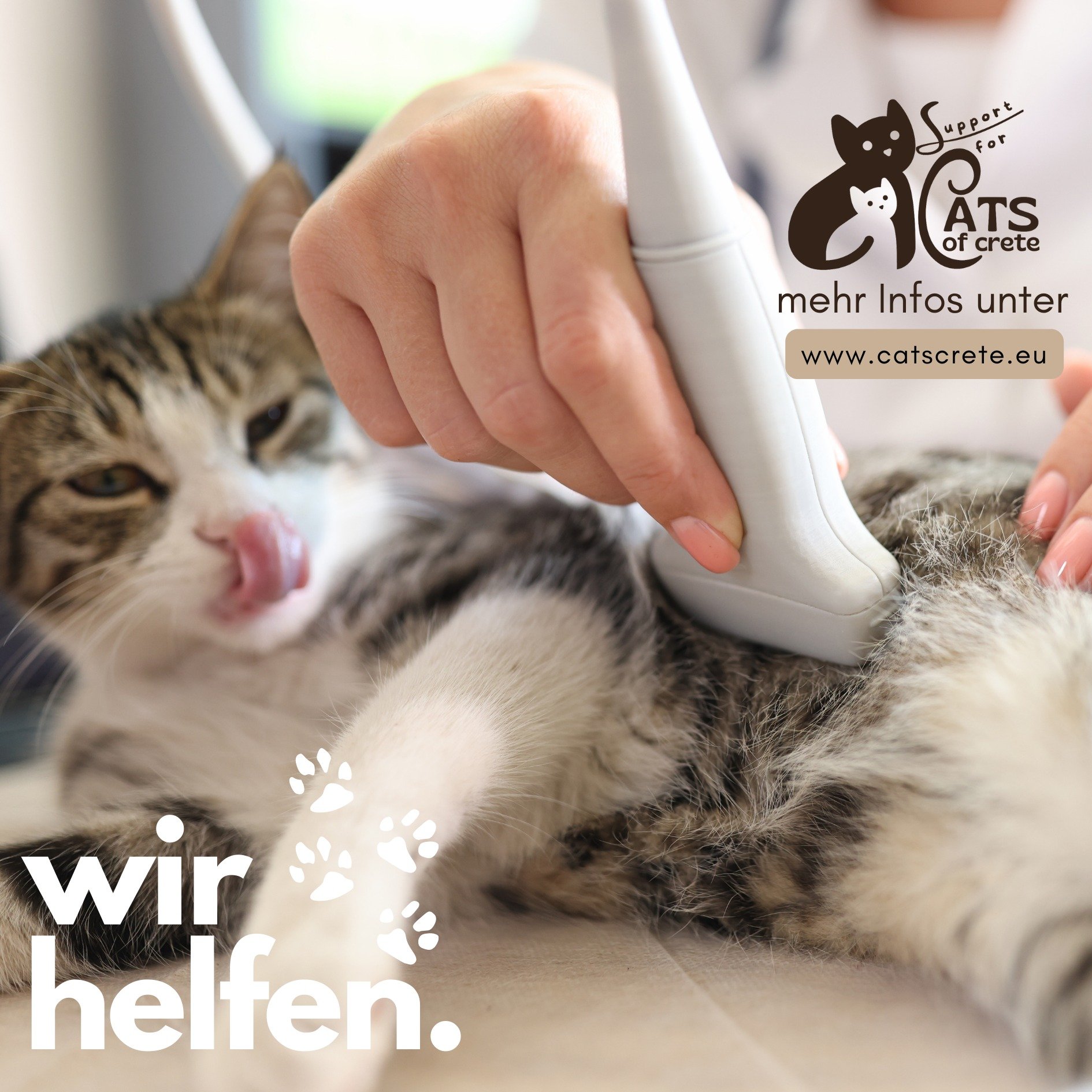 Jeder Euro unterst&uuml;tzt unsere Initiativen dabei, die medizinische Versorgung auf Kreta zu verbessern.

 #spenden #griechenlandliebe #katzengl&uuml;ck #griechenlandurlaub #katzenliebe #katzenleben #griechenland #katzen #kittens #crete #cretelife 