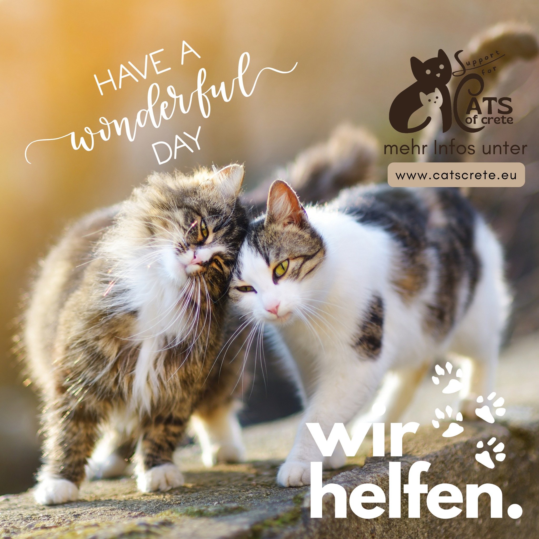 Unsere Katzen auf Kreta w&uuml;nschen Euch einen wunderbaren Sonntag 😘

 #kittens #katzen #crete #cretelife #greece #katzenfoto #spendenfürtiere #kitten #katzenleben #spenden #katzengl&uuml;ck #katzenliebe