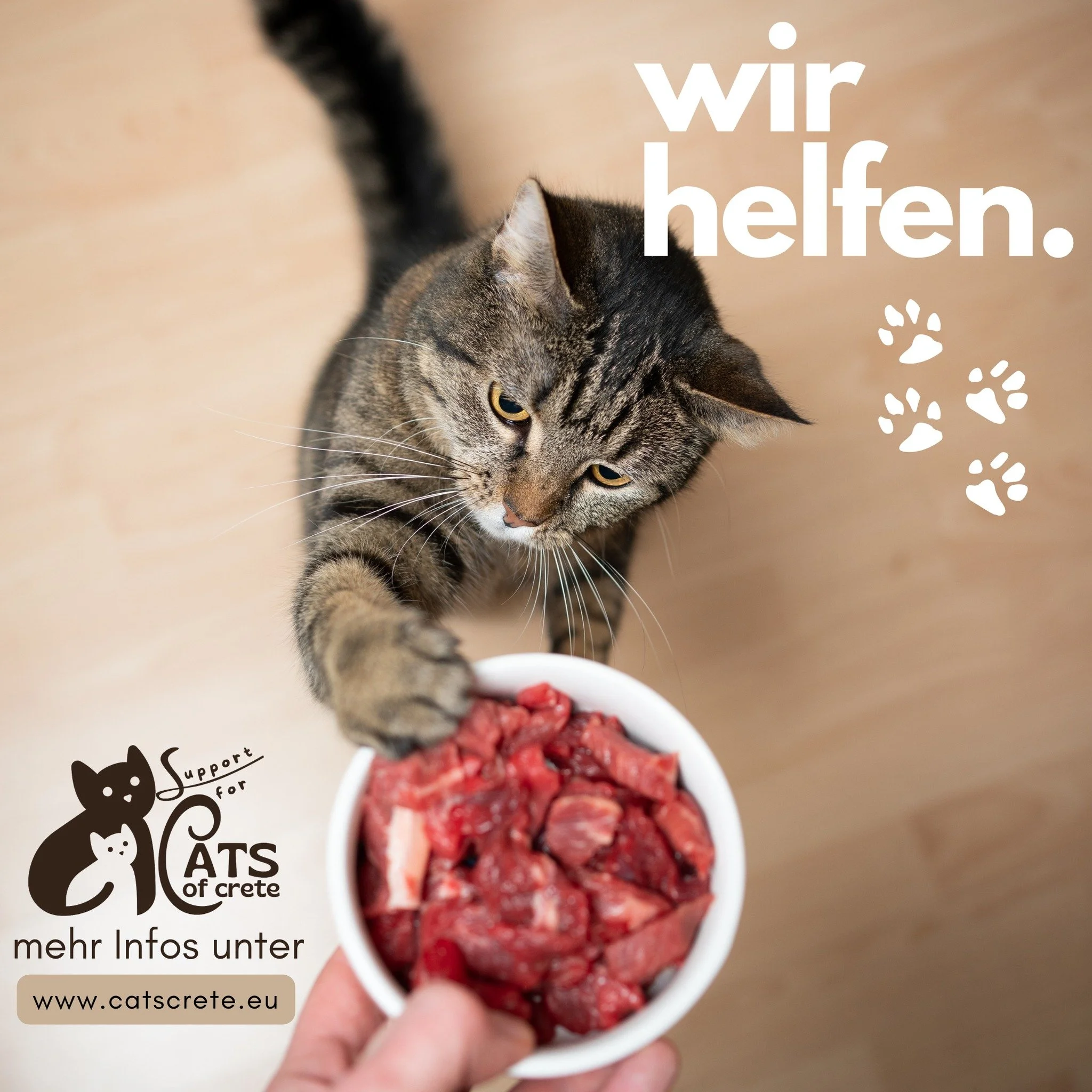 Mit unseren Futterspenden sichern wir das &Uuml;berleben unserer Cats on Crete 🐱🐱🐱🐱

 #kitten #katzenleben #greece #katzenliebe #spenden #cats #catslover #catstagram #catsfacebook #catsoffacebook #catsofinstagram #crete #kittens #kreta