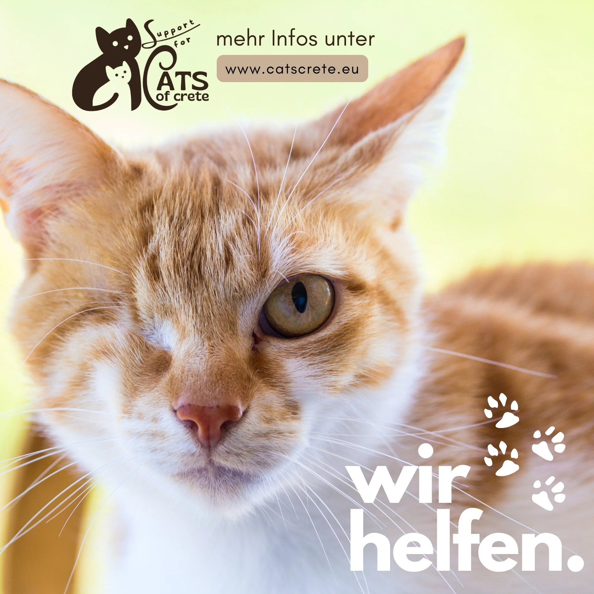 Unsere Katzen brauchen unsere Hilfe um &uuml;berleben zu k&ouml;nnen.

 #catsoffacebook #catsofinstagram #catsfacebook #catstagram #catslover #cats #kitten #katzenleben #greece #katzenliebe #spenden #crete #kreta #kittens