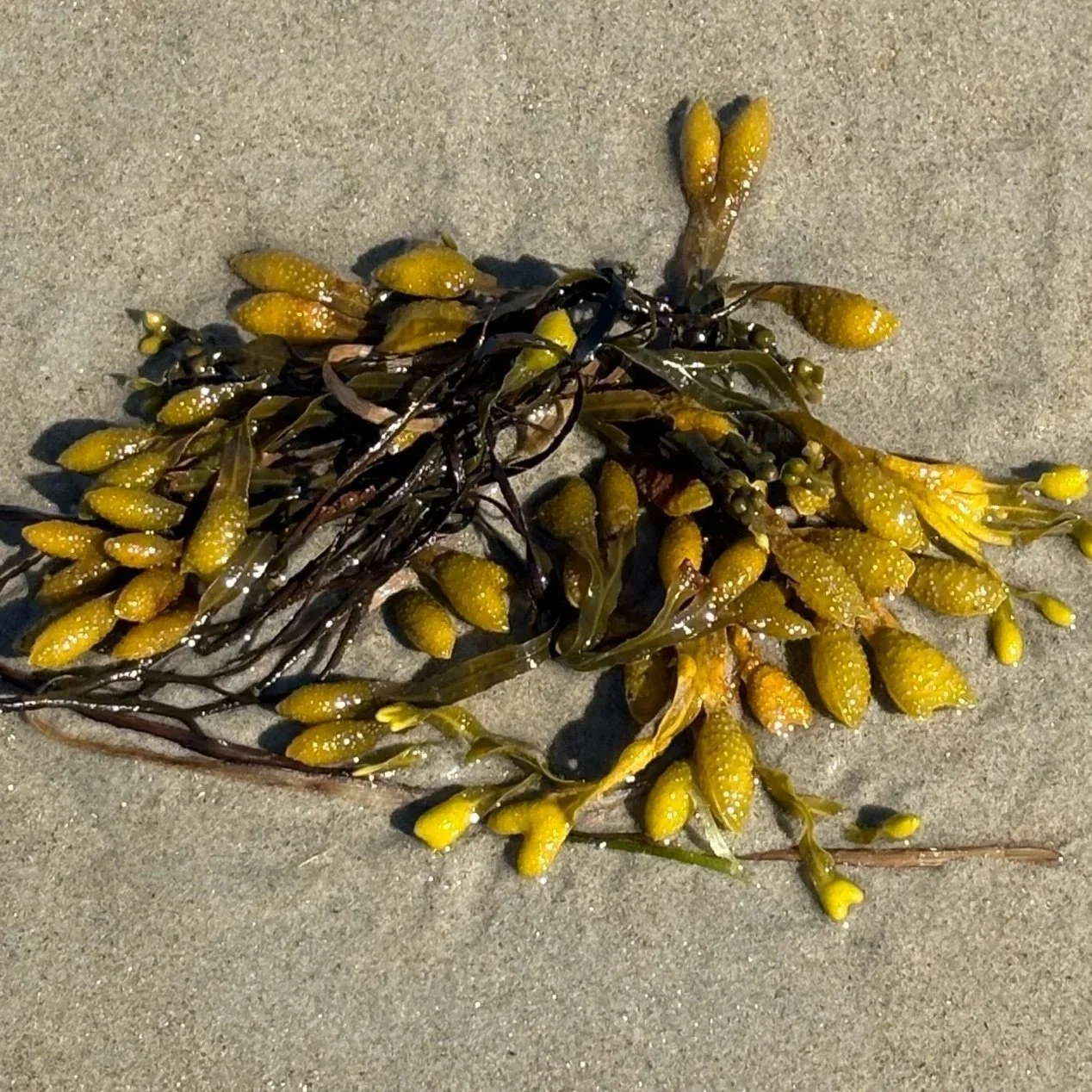 Cluster of yellowish-brown seaweed with small bubble-like structures on a sandy beach.