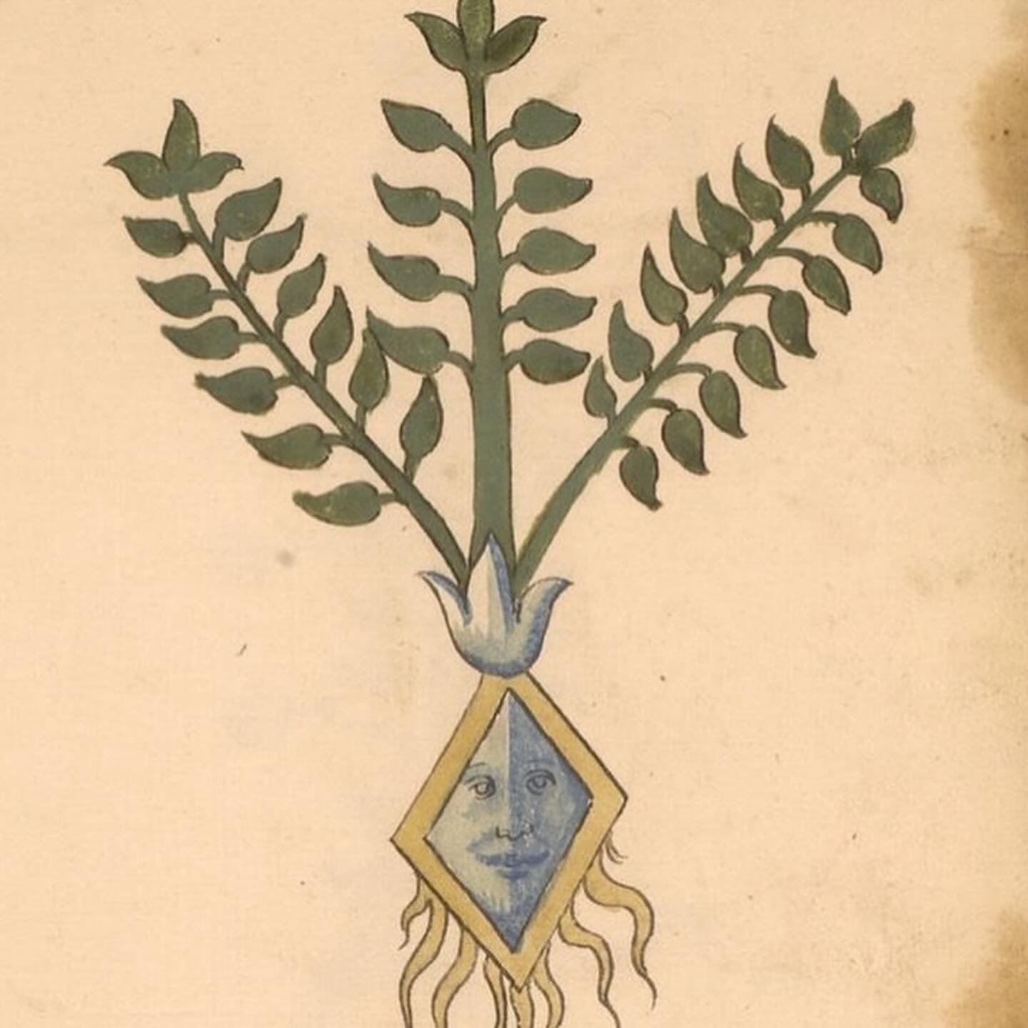A herbal from northern Italy, most likely the Veneto, painted in the 15th century. In exploring the fascinating world of plants, the author imagined roots with anthropomorphised or dragon- like faces 🐉🌱🤣
What&rsquo;s your favourite image? 

#histo
