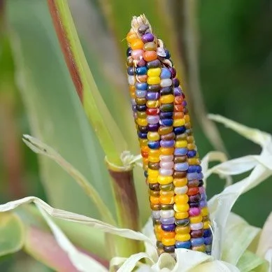 This amazing rainbow- coloured Glass Gem Corn was created in the 1980s by Oklahoma farmer Carl Barnes by breeding together three native species over time 🌈
Humans have long experimented in creating different crop varieties but today our globalised p