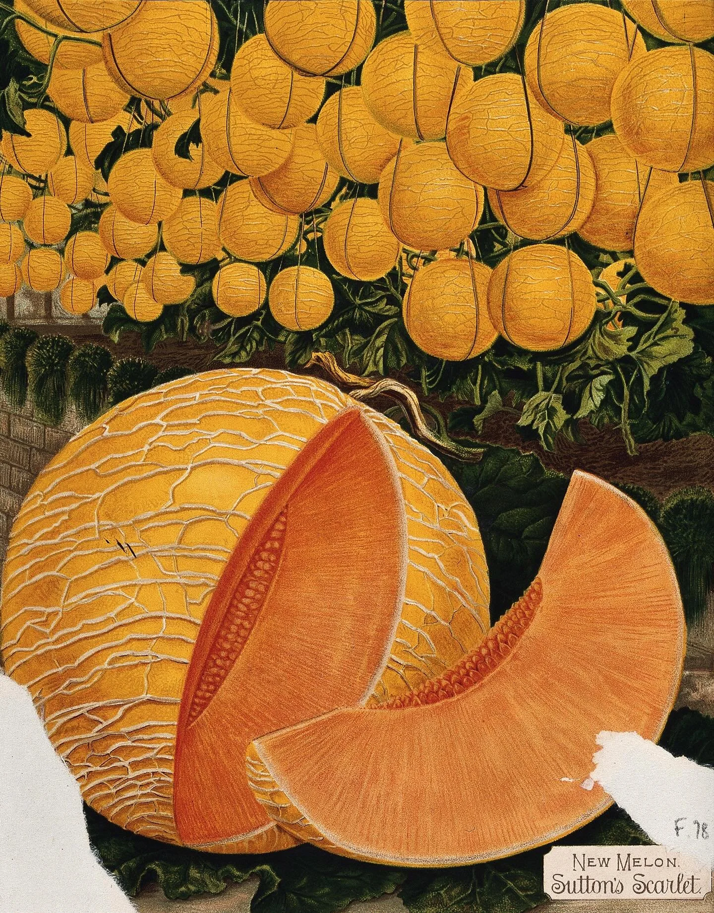 A c&agrave;ntaloupe&rsquo; melon (British, 1890) 🍉🍈🧡

#historyeats #foodhistory #arthistory #historyoffood #cantaloupe #melons #foodart