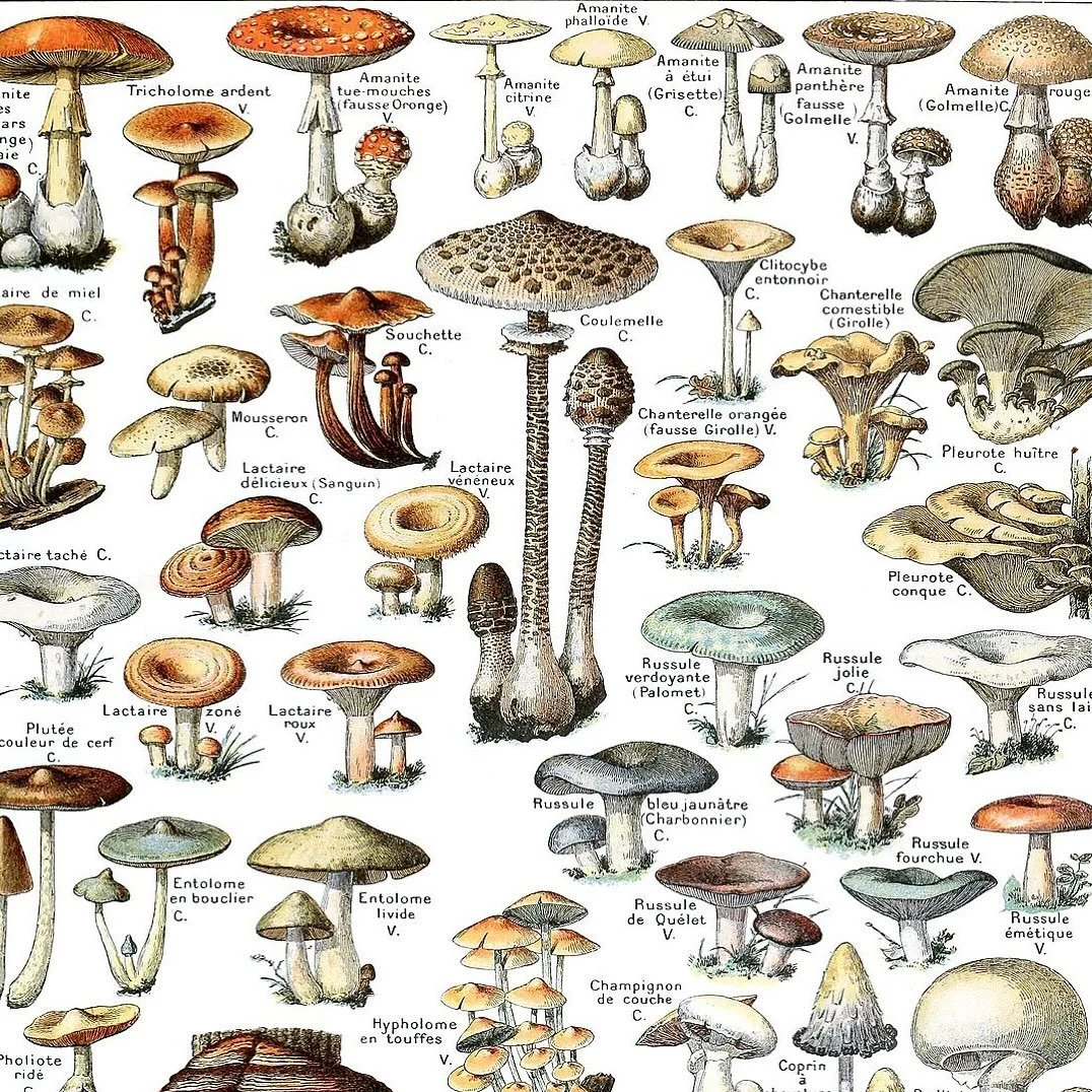 Mushrooms! From Adolphe Milot&rsquo;s Le Larousse pour tous (French, 1909) 🍄🍄&zwj;🟫🍄🍄&zwj;🟫🍄🍄&zwj;🟫
Milot was the senior illustrator at Mus&eacute;um national d&rsquo;histoire naturelle and illustrated much of the natural history sections of