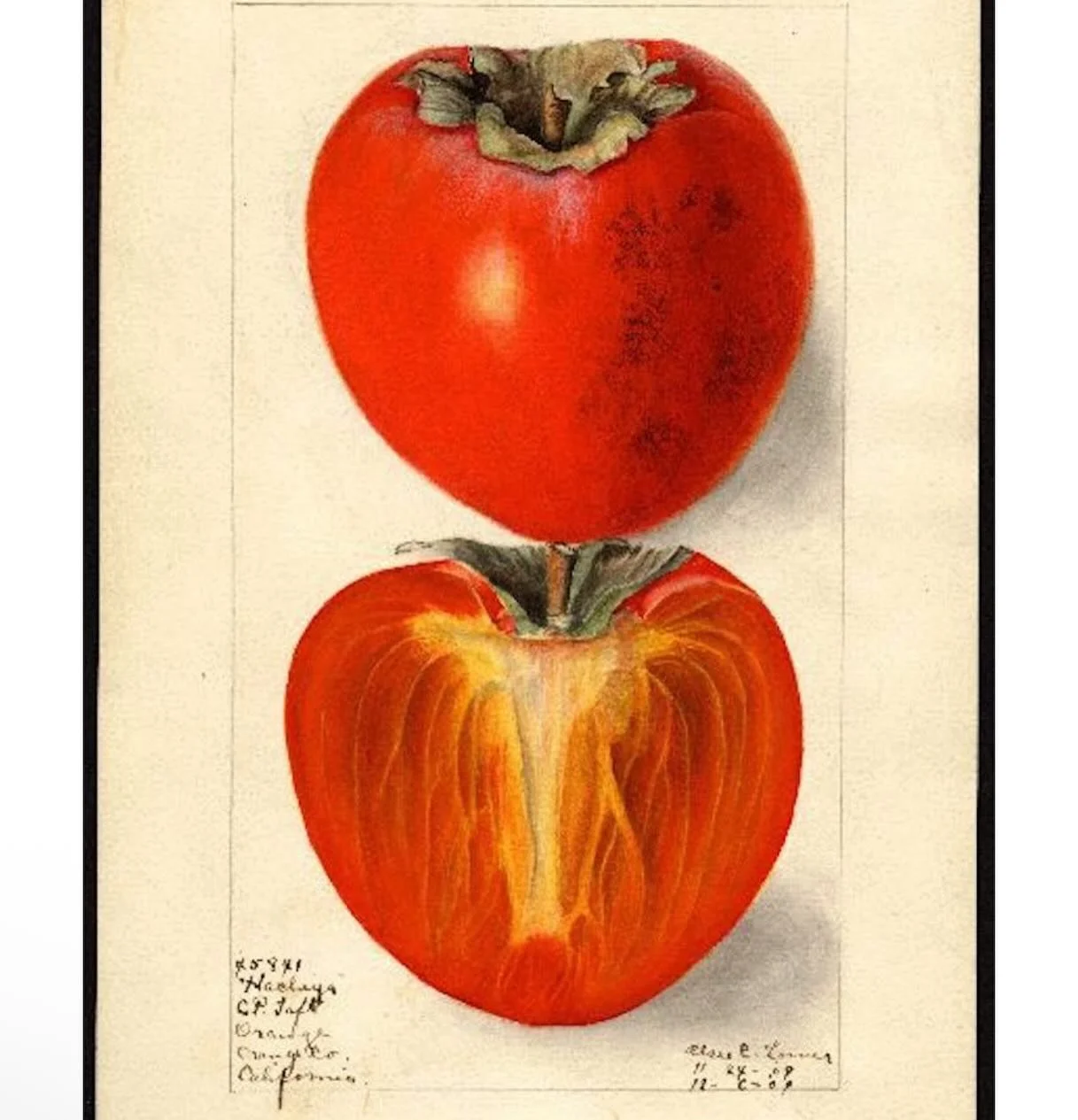 &lsquo;In sixth grade Mrs. Walker

slapped the back of my head

and made me stand in the corner

for not knowing the difference

between persimmon and precision.

How to choose

 

persimmons. This is precision.

Ripe ones are soft and brown-spotted.