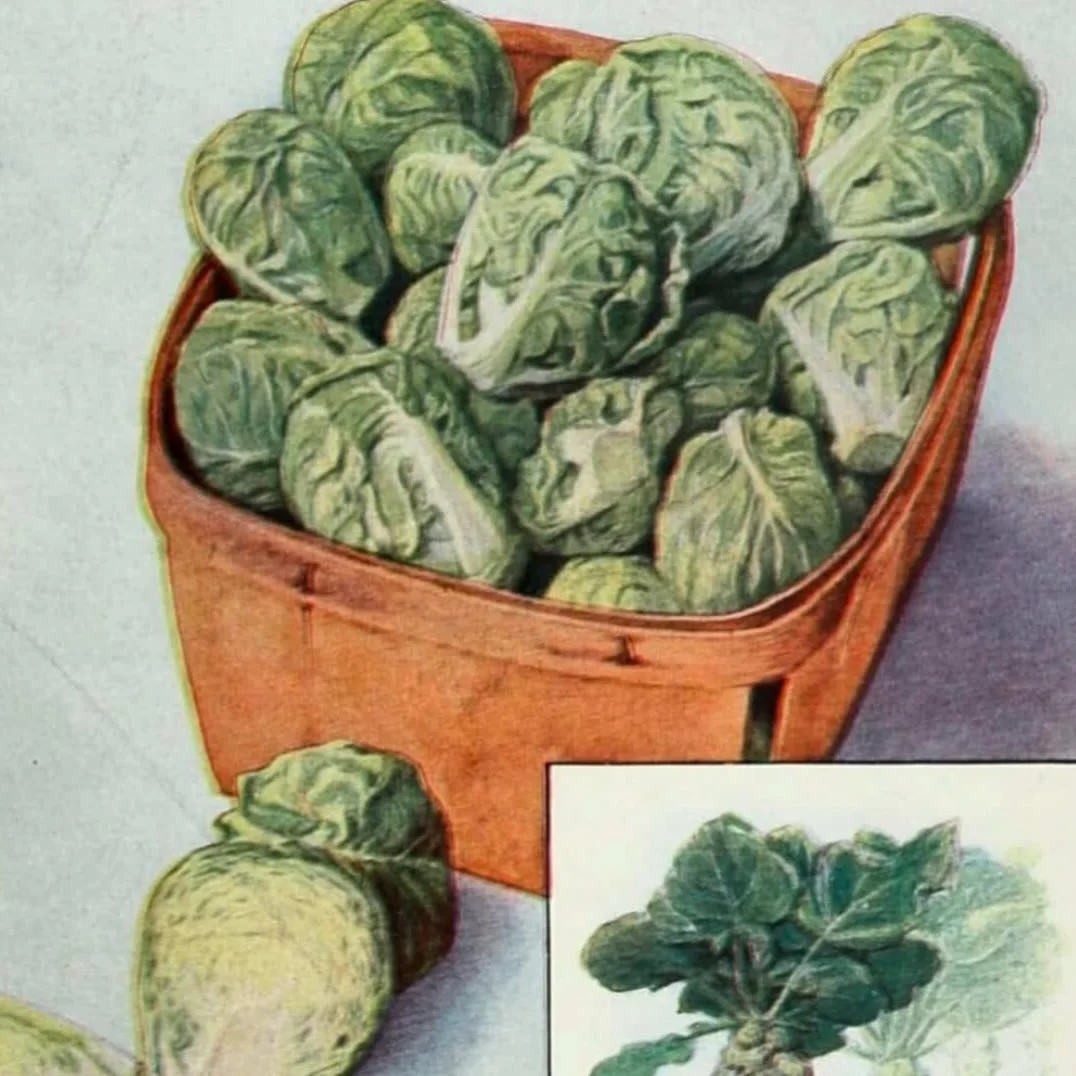 Are Brussels sprouts an important feature of your Christmas feast, or a loathed addition? 🌱
The controversial baby cabbages were probably bred from Belgian cabbages in the 13th century but the first recorded description of them didn&rsquo;t appear u
