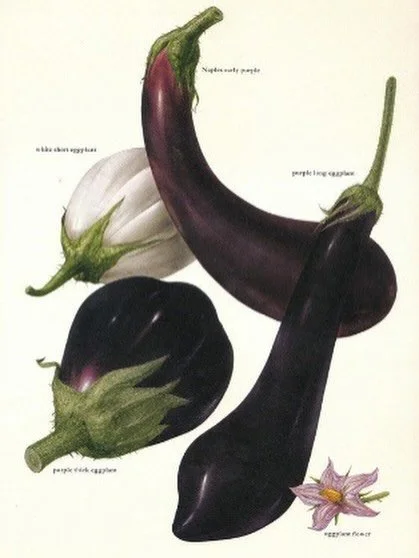 &ldquo;This plant groweth in Egypt almost everywhere... bringing foorth fruite of the bignes of a great Cucumber.... We have had the same in our London gardens, where it hath borne flowers, but the winter approching before the time of ripening, it pe