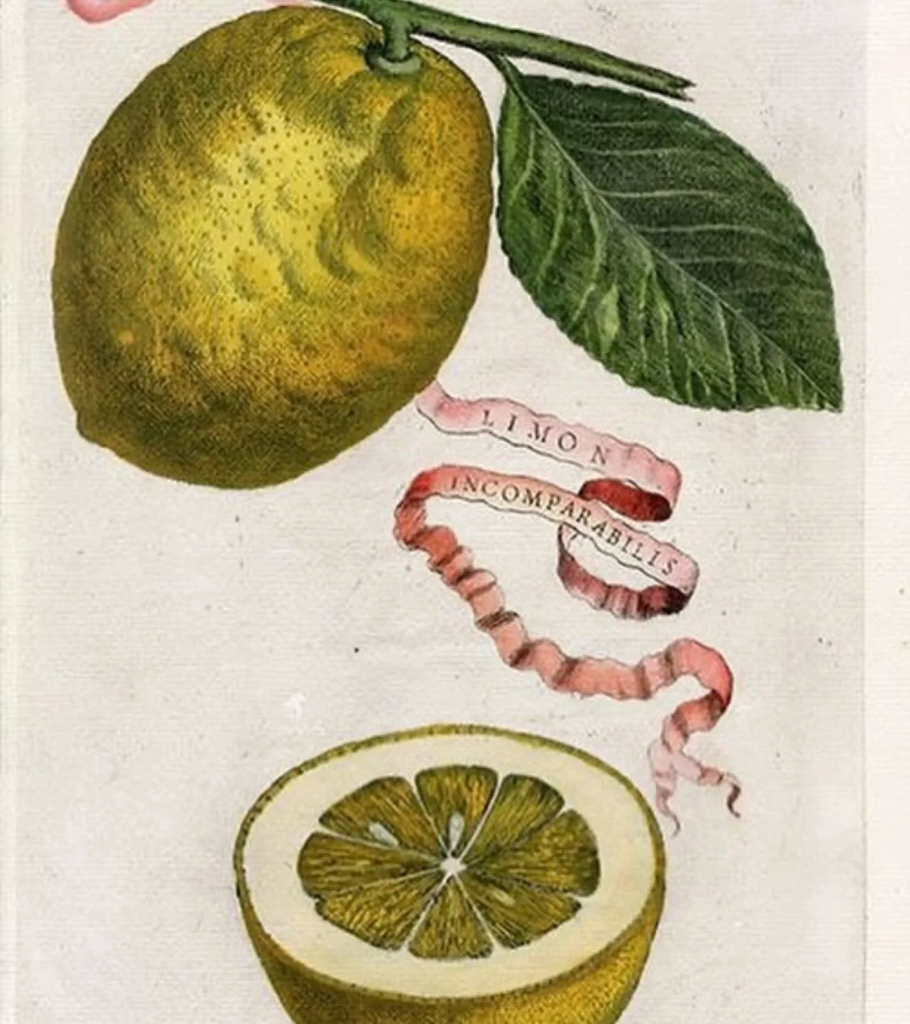 Lemons from Giovanni Baptista Ferrari&rsquo;s Hesperides de Malorum Aureveorum (Italian, 1638) 🍋🍋🍋

#historyeats #foodhistory #arthistory 
 #italianart #renaissance