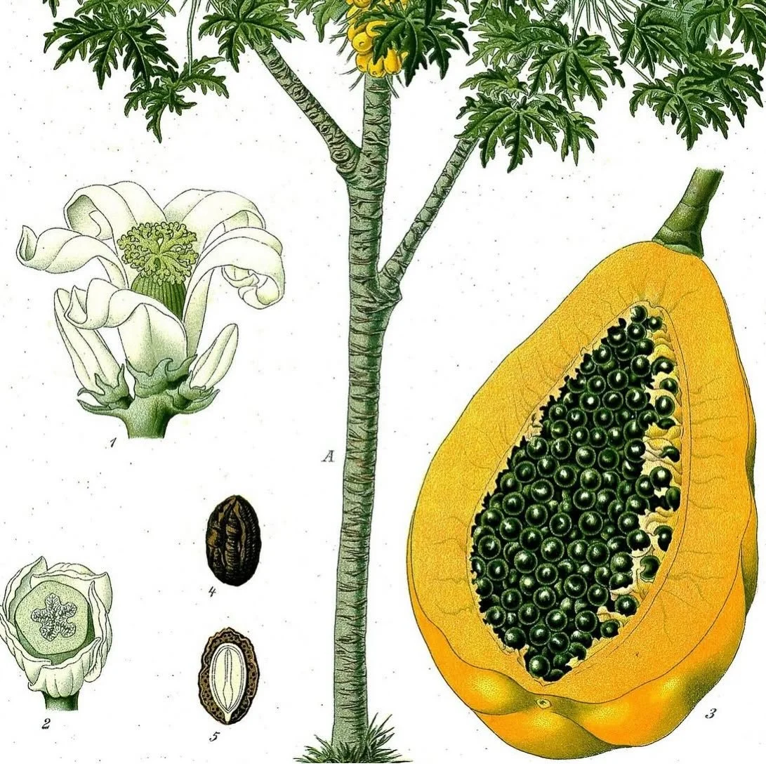 Native to Mesoamerica, Christopher Columbus supposedly called papaya &ldquo;the fruit of the angels&rdquo; 👼
Another early colonist wrote: &ldquo;Some eat it as it comes from the tree, but others prepare it with sugar and they make a strong marmalad