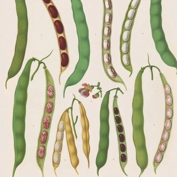 Beans by Ernst Benary, a 19th-century horticulturist and botanist (German, 1876) 🫛🫘🫛🫘🫛

#foodhistory #arthistory #beans #foodprint #foodart