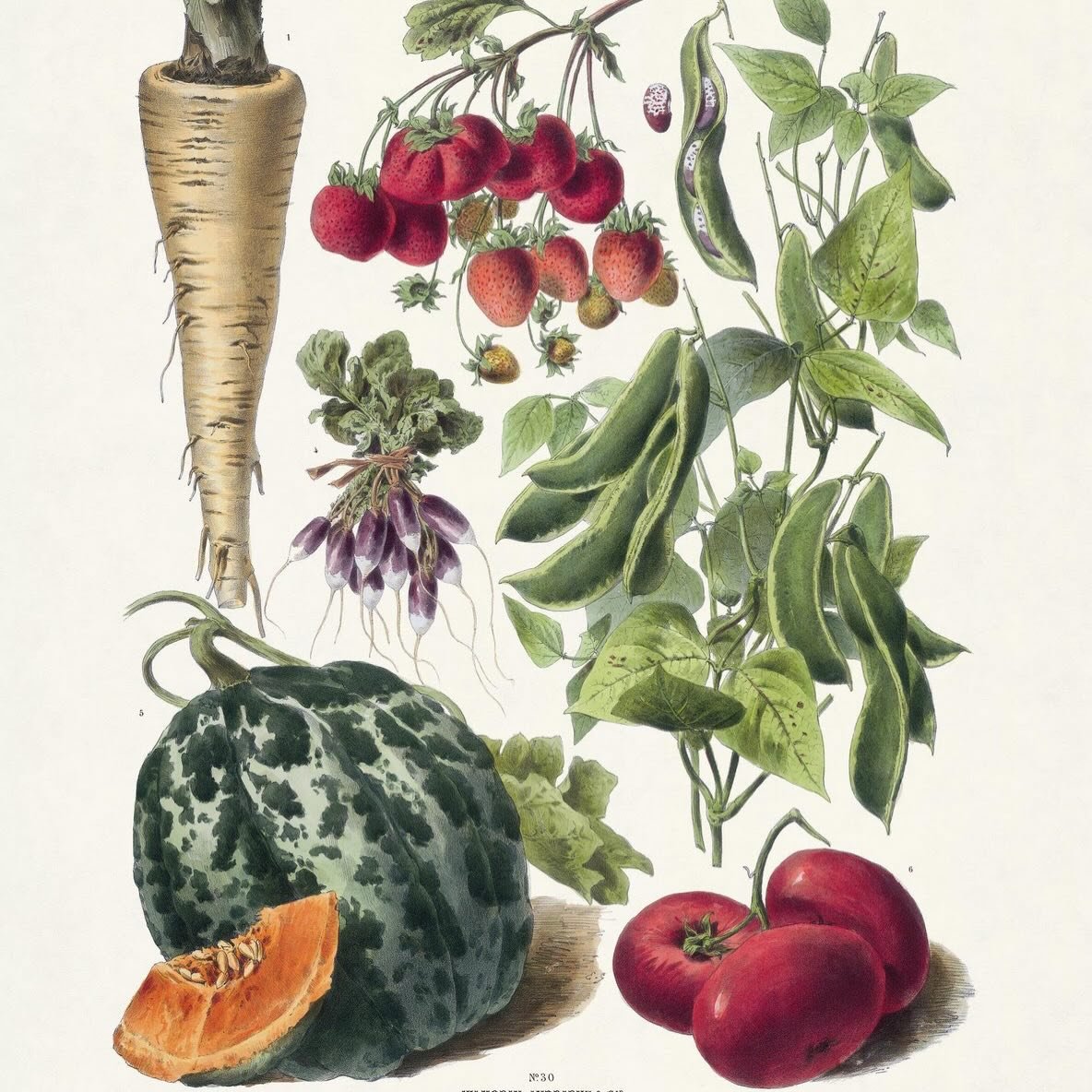 The French company Vilmorin-Andrieux &amp; Cie published the first catalog of seeds for kitchen garden vegetables in 1766, and it&rsquo;s full of beautiful illustrations like this one 🥰
Vilmorin was founded as a Parisian plant and seed boutique in 1