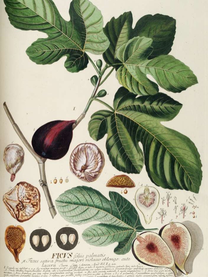 &ldquo;Here the blue fig, with luscious juice overflows&rdquo; Homer, the Odyssey (8th century BCE) 🌸
The fig originates in what is present-day Turkey, but spread in prehistoric times to the Mediterranean and Arabian peninsula. Some maintain that it