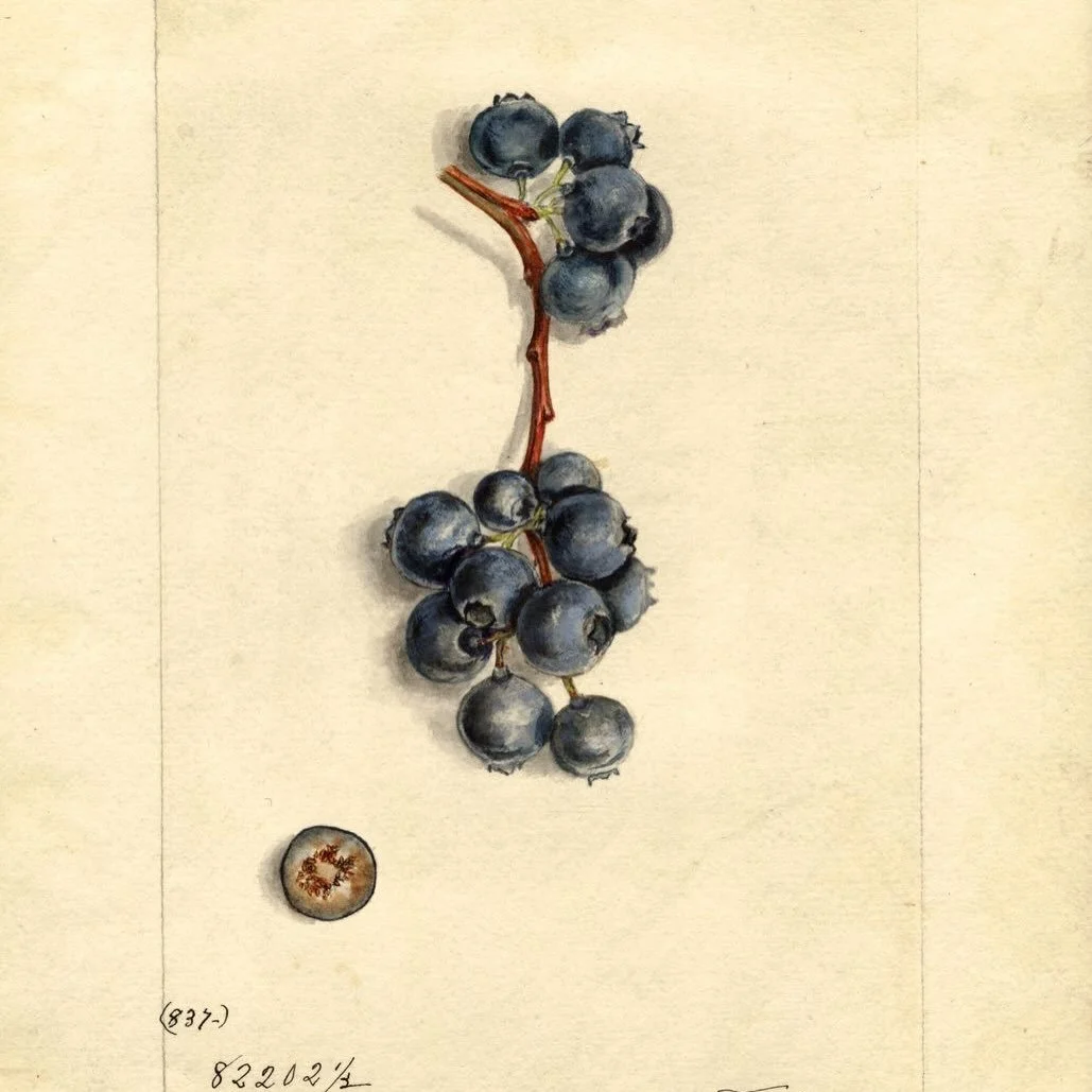 According to one Native American legend &ldquo;star berries&rdquo; as blueberries were known, were sent by the Great Spirit to relieve famine. Crushed and dried berries were rubbed into dried buffalo meat to make a long-lasting food source called pem