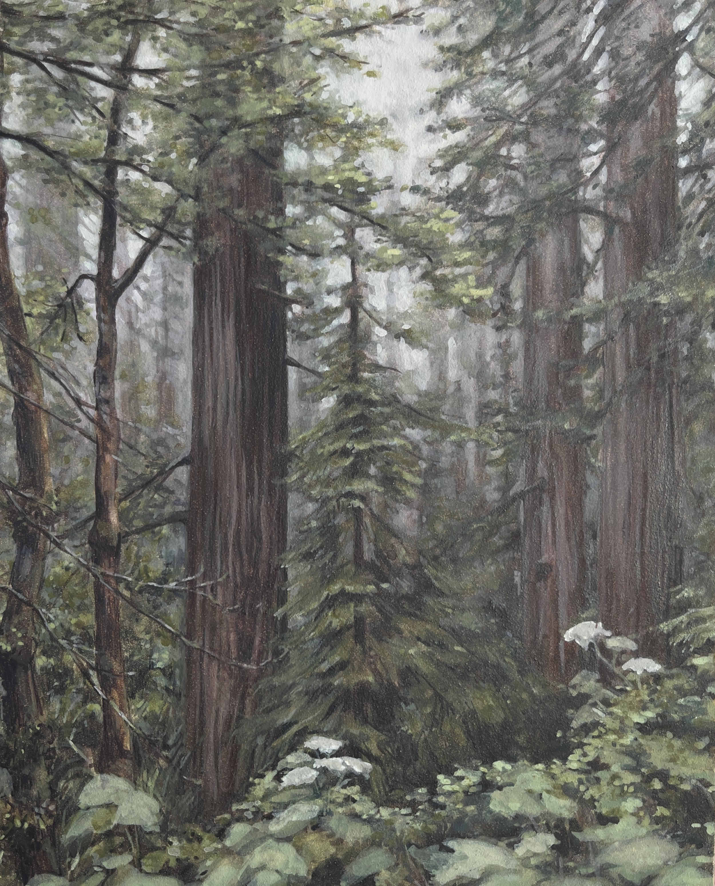 Redwood Forest II | 8 x 10 | 2024
