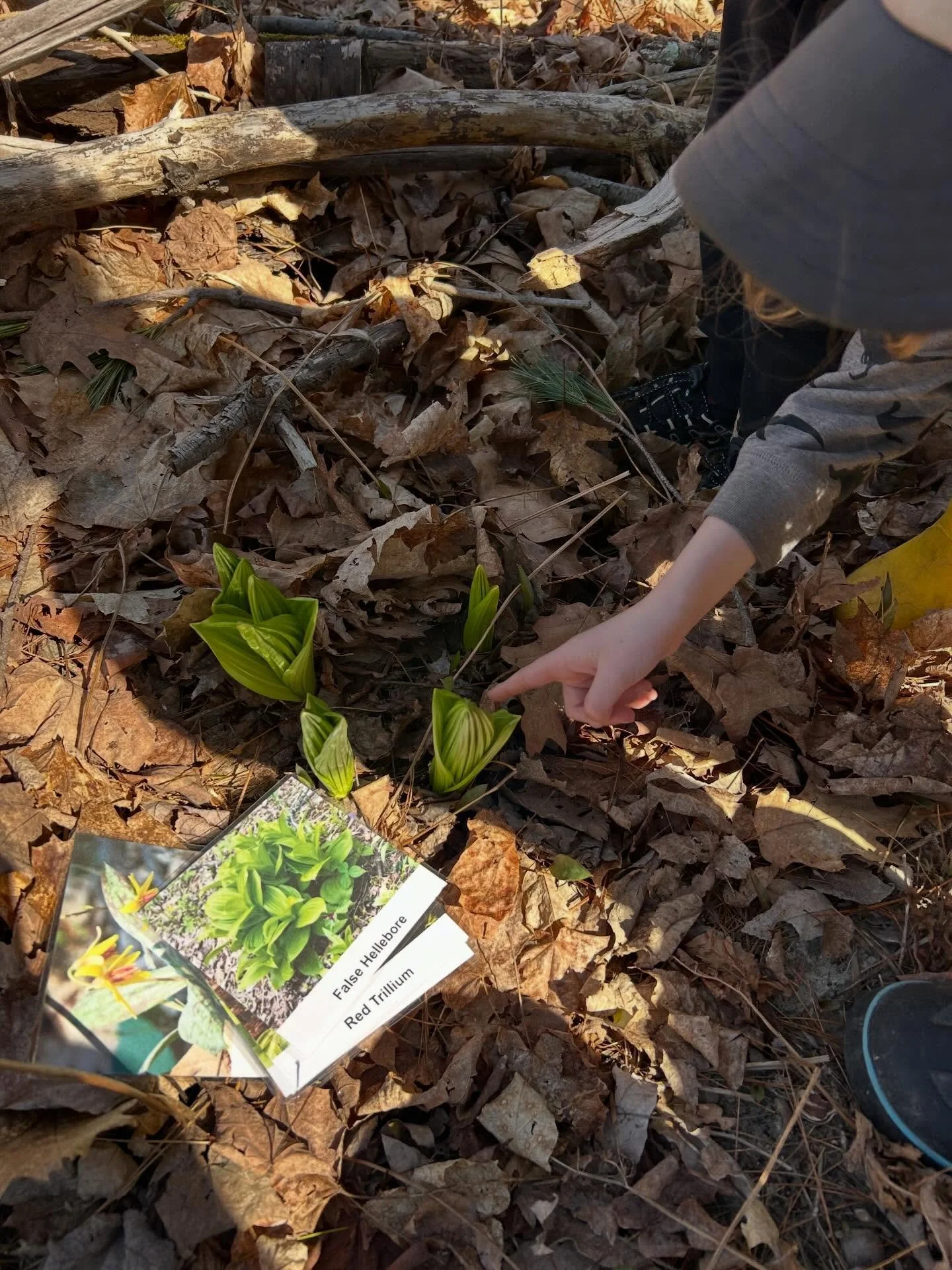 Identifying plants, nature journaling while barefoot, and practicing safe handling of bugs. These are all ways we practice stewardship and learn about the environment. 

#naturebasedlearning #montessori #naturepreschool #mainepreschool #stewardship