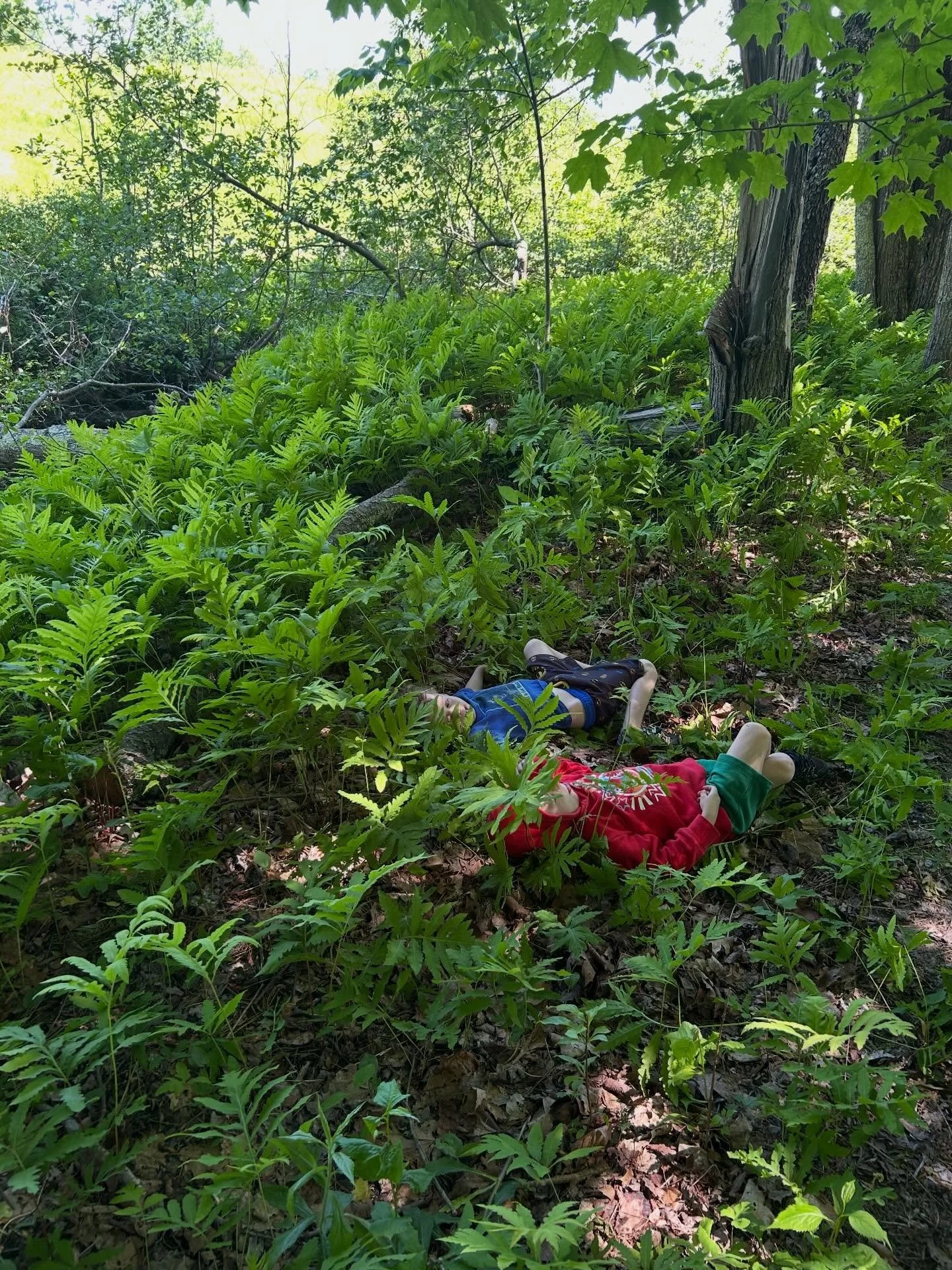 There&rsquo;s nothing like laying in the ferns with a friend🌿