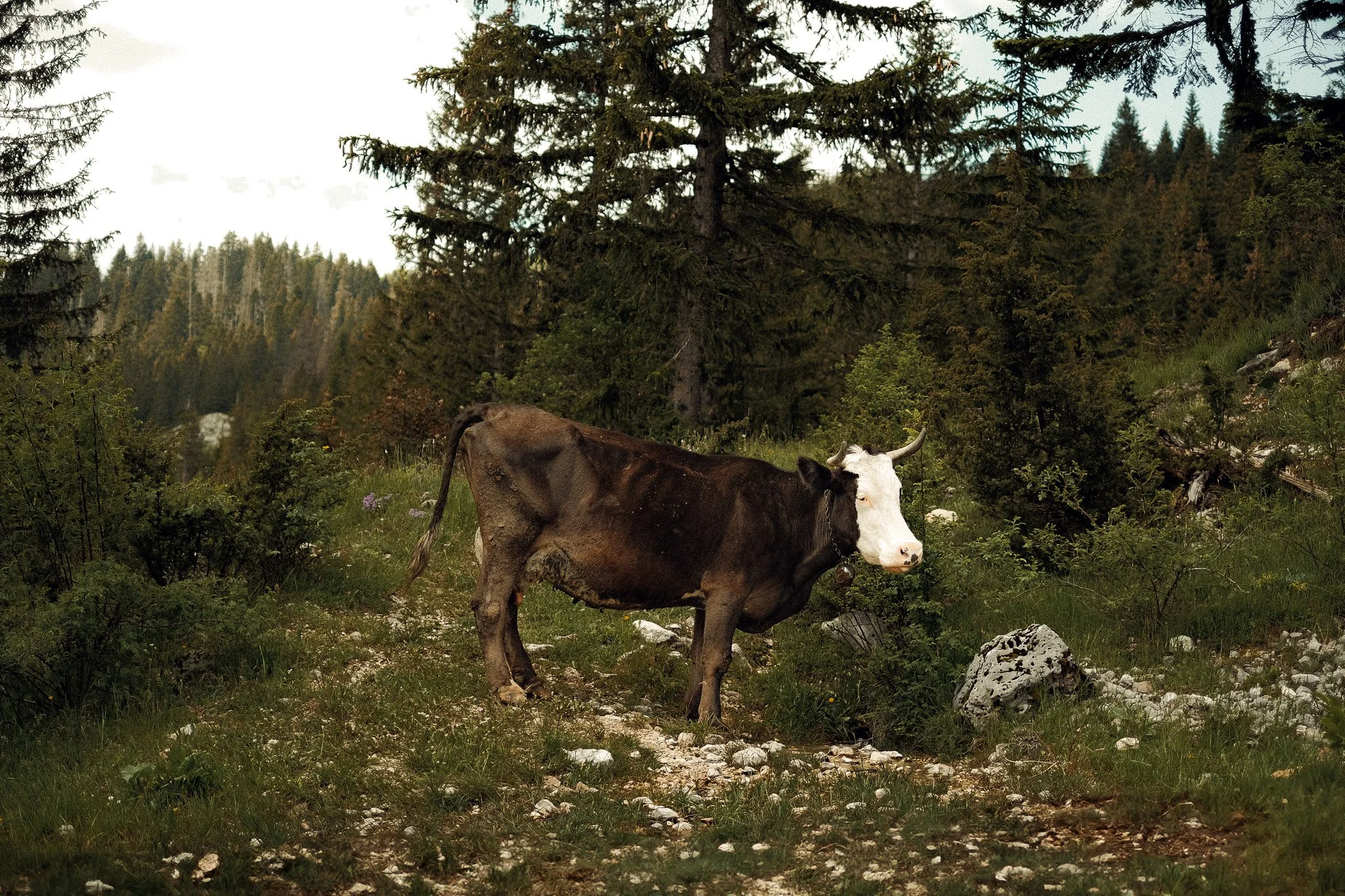 DSCF9243.jpg