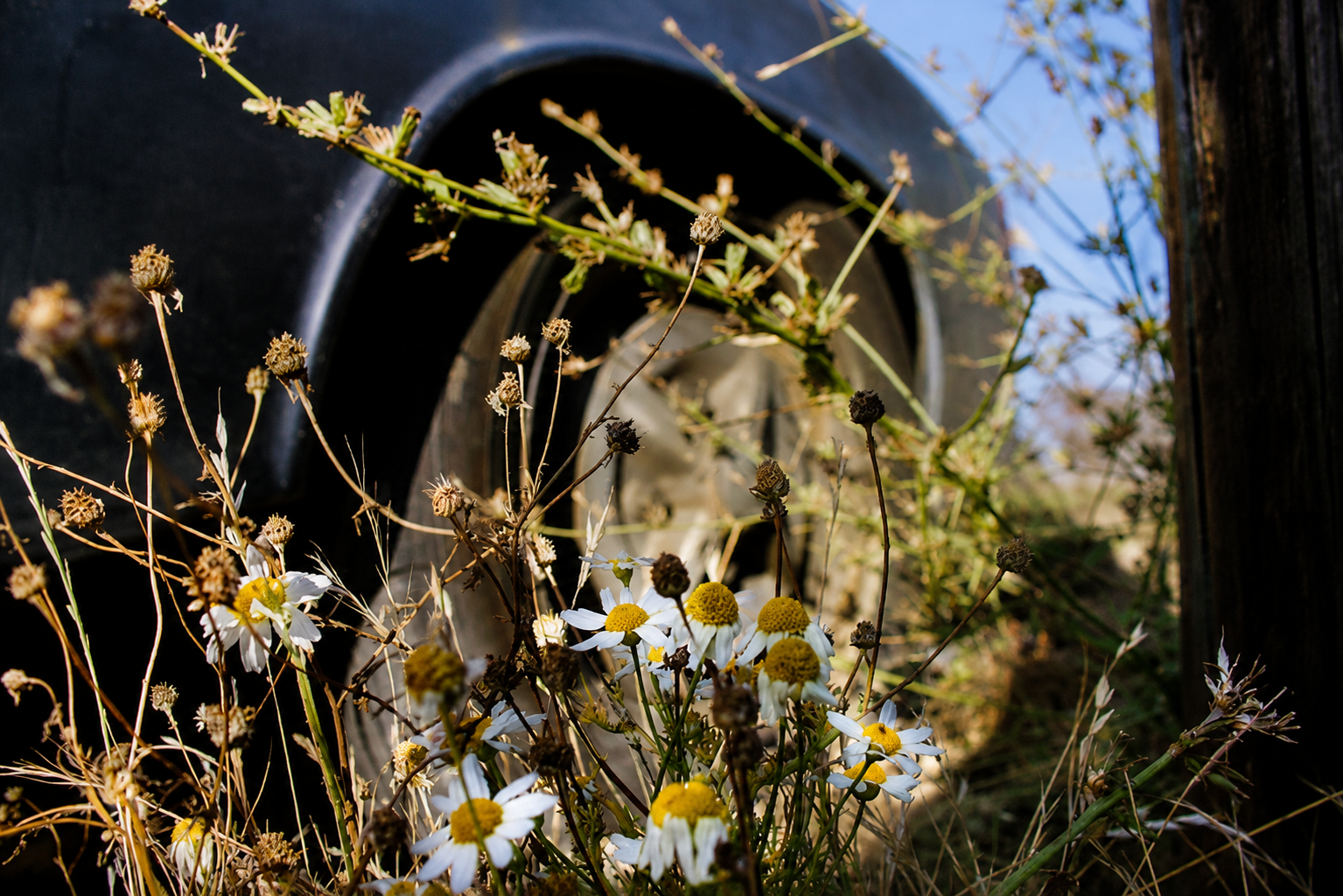 tireflowers.png