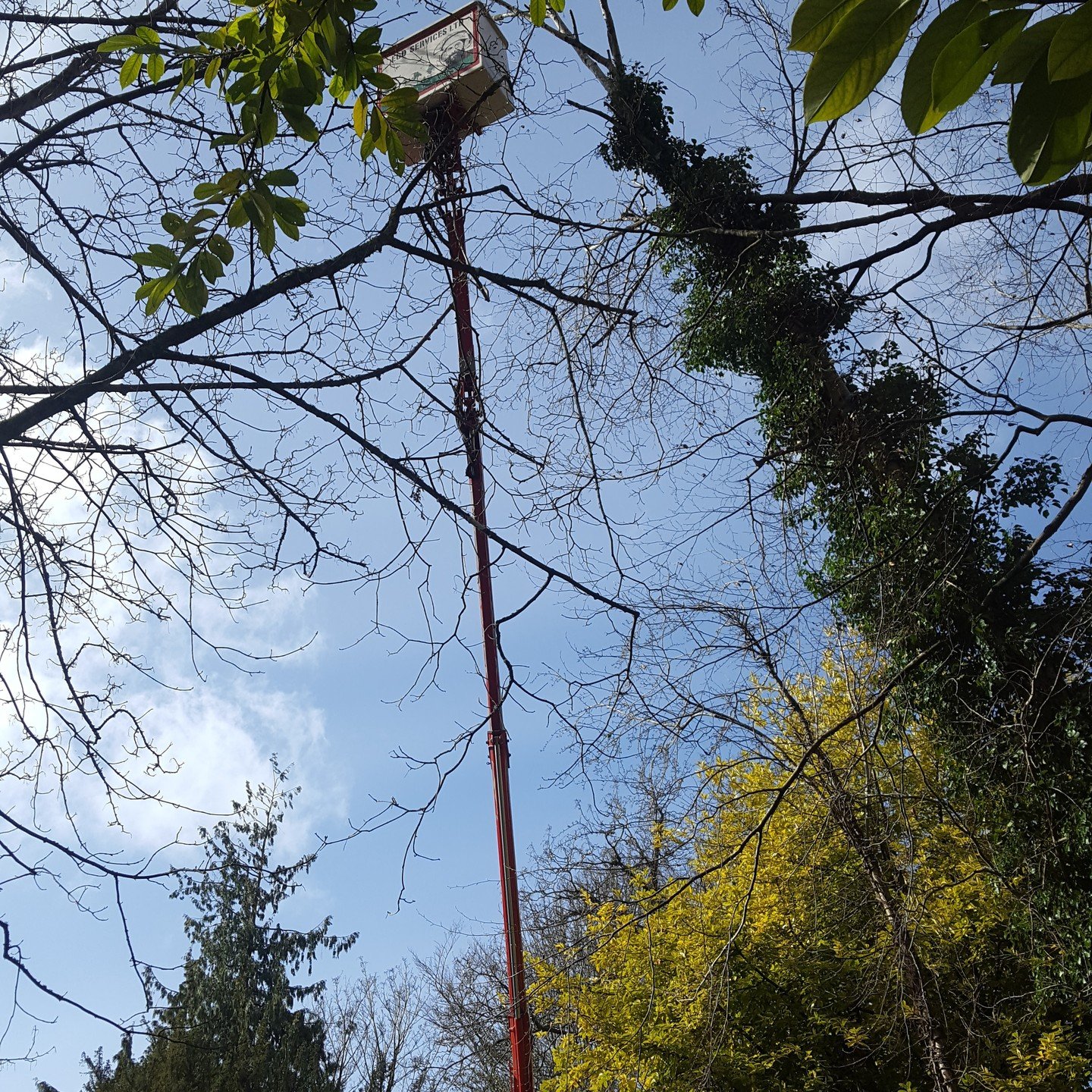 Monday this week we where recommended buy a fellow tree surgeon to a client in Winchester. client had a sliver birch precariously hung up in small diameter beech limbs over hanging residential road. we where we where asked to come equipped to tackle 