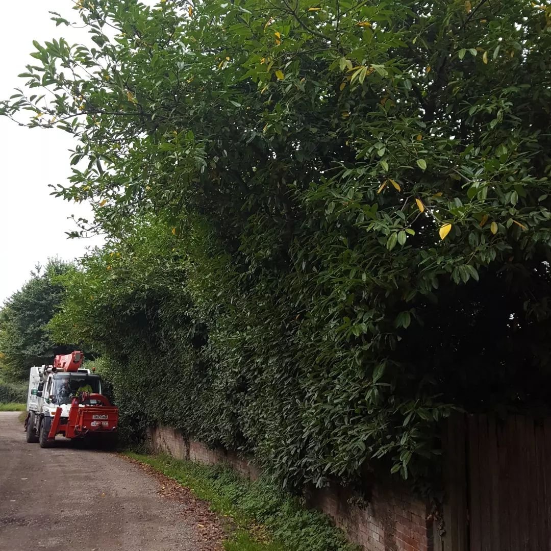 A well over grown laurel hedge reduction for local estates property, so it can be maintained by machine in future so was brought down to neighbouring hedge height kept consistent with track level 

#EGDSERVICESLTD #unimog #trees #hedges #romsey #arbw