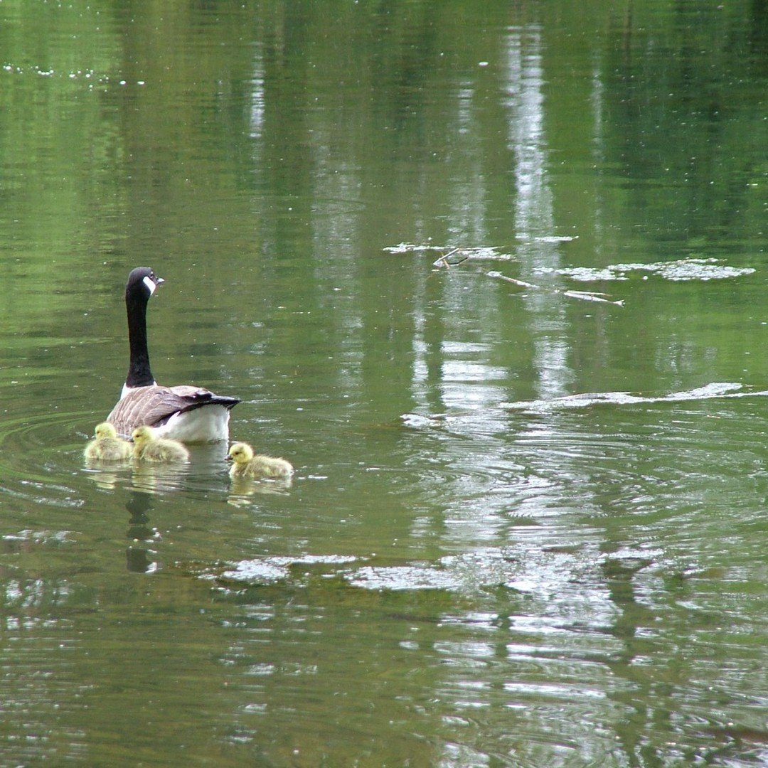 mother goose with her three goslings on the lake on there first family paddle