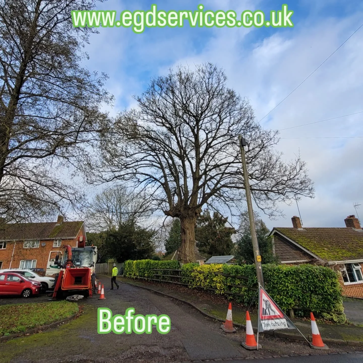 Sycamore  lift and reduction. this  historically  pollarded  Sycamore in Broughton was  becoming quite overbearing, over hanging  limbs beginning to over exstend a portion on clients' bungalo. the result of our work, an overall reduction in crown siz