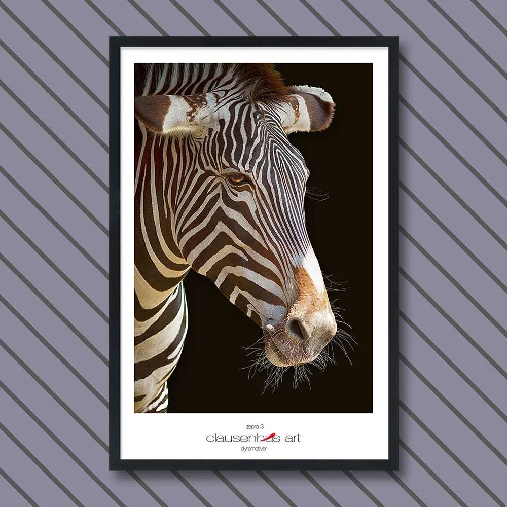 zebra-3-copy.jpg