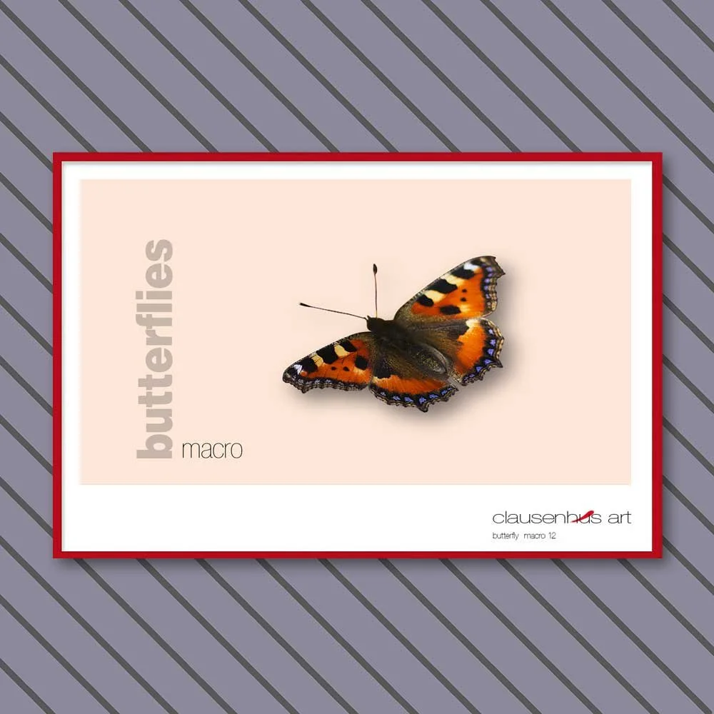 butterfly 12.jpg