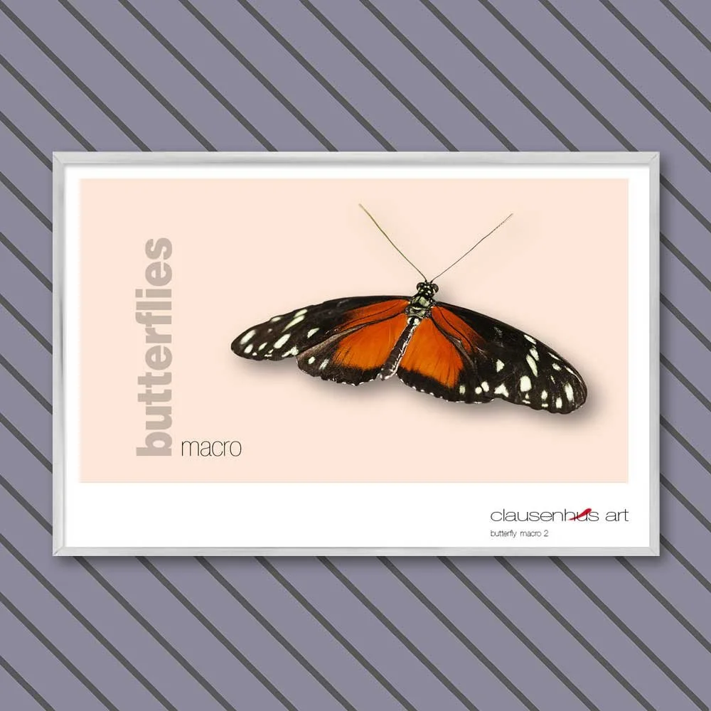 butterfly 2.jpg