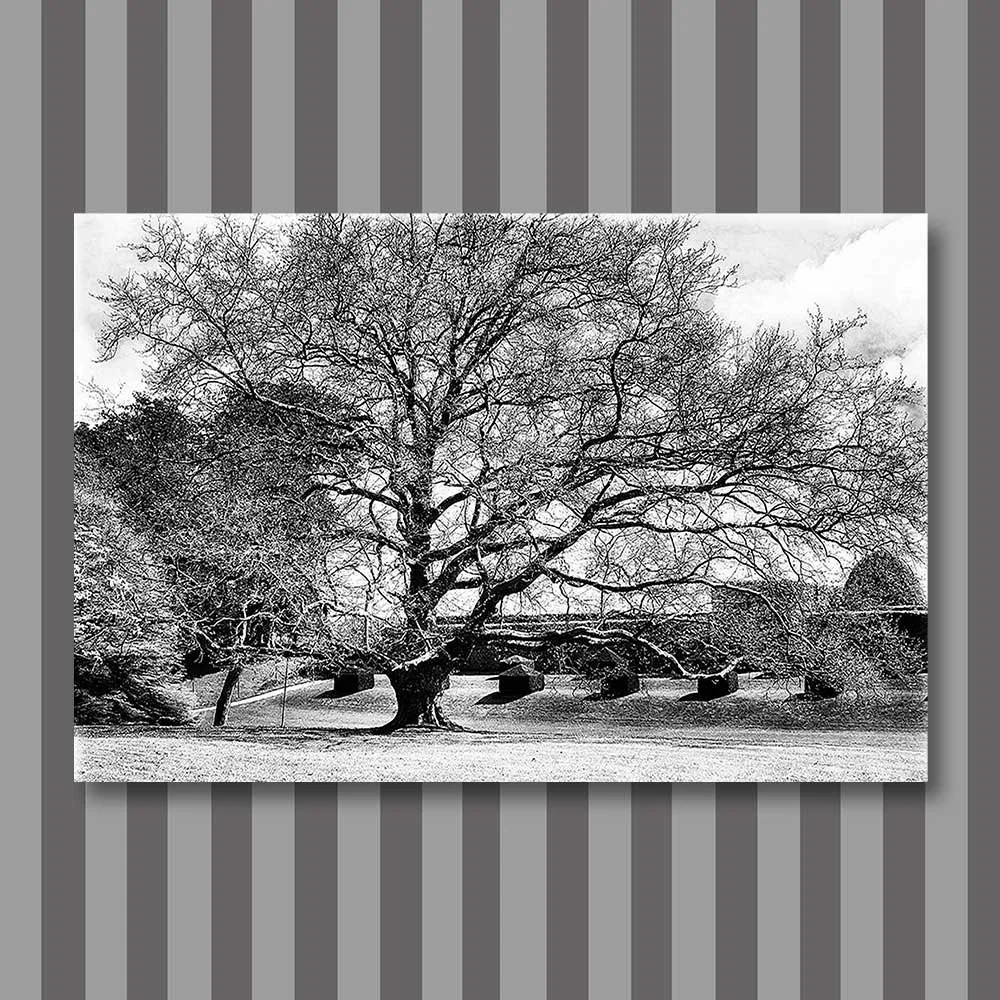 the mighty oak.jpg