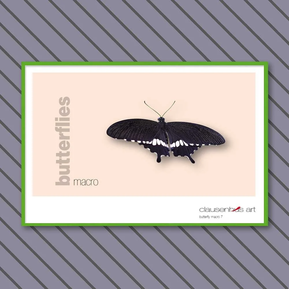 butterfly 7.jpg