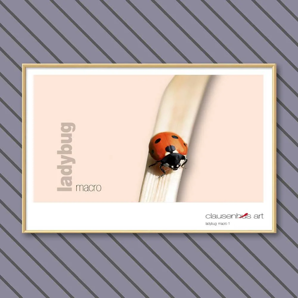 ladybug 1.jpg
